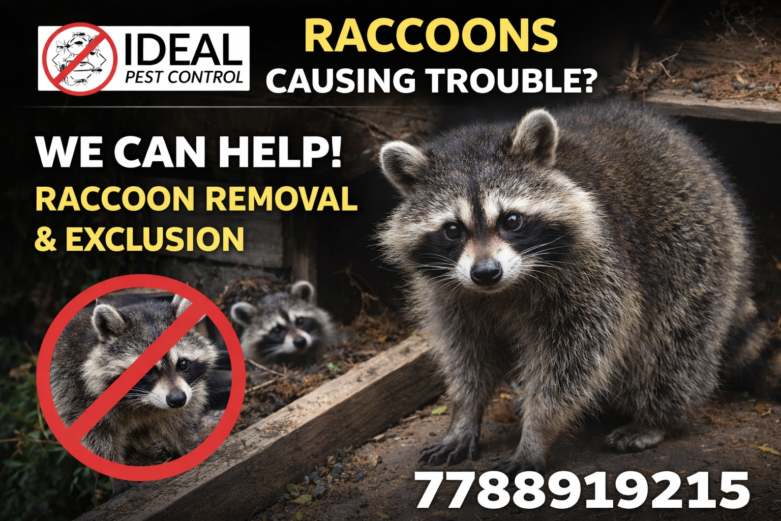 A raccoon in the foreground with two raccoons in the background, promoting raccoon removal and exclusion services by Ideal Pest Control, including a phone number.