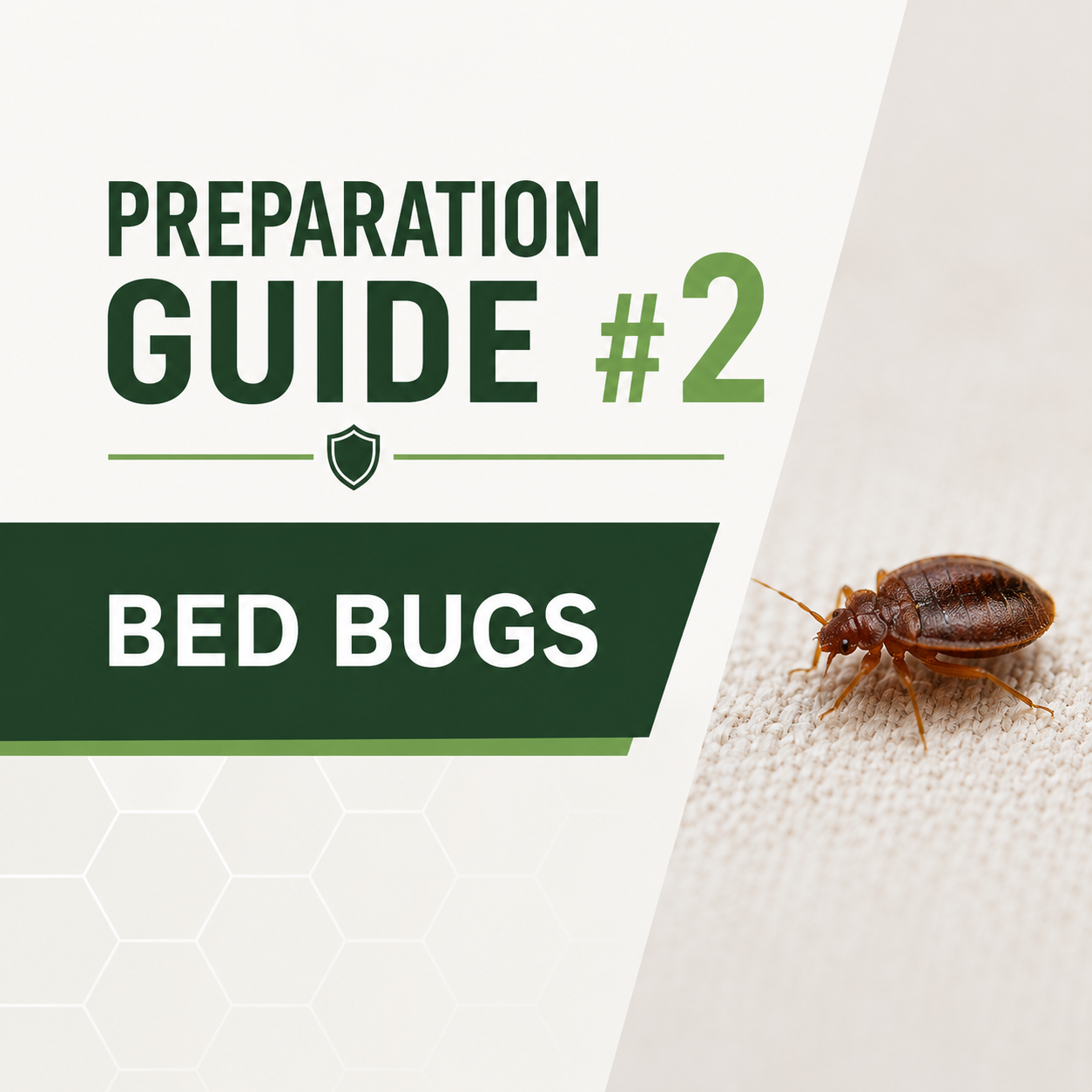 Bed Bugs in seam of cushion.