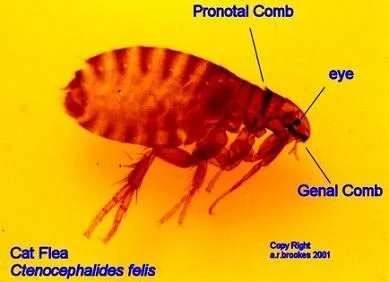 Cat flea (Ctenocephalides felis) microscopic image for pest control