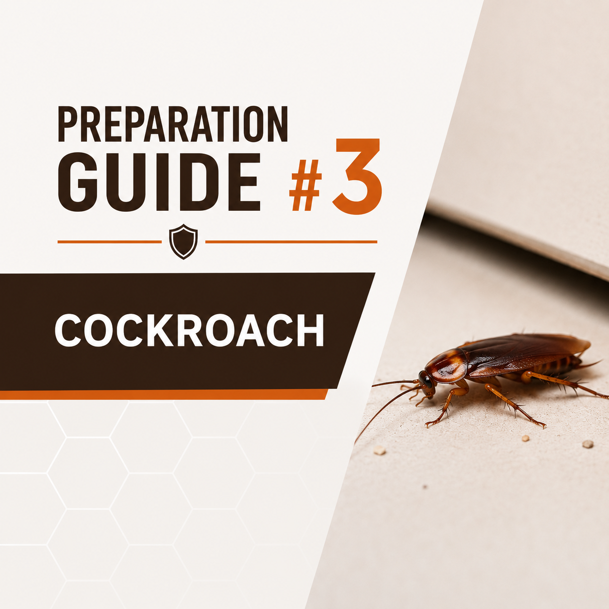 Dead Cockroach on floor.