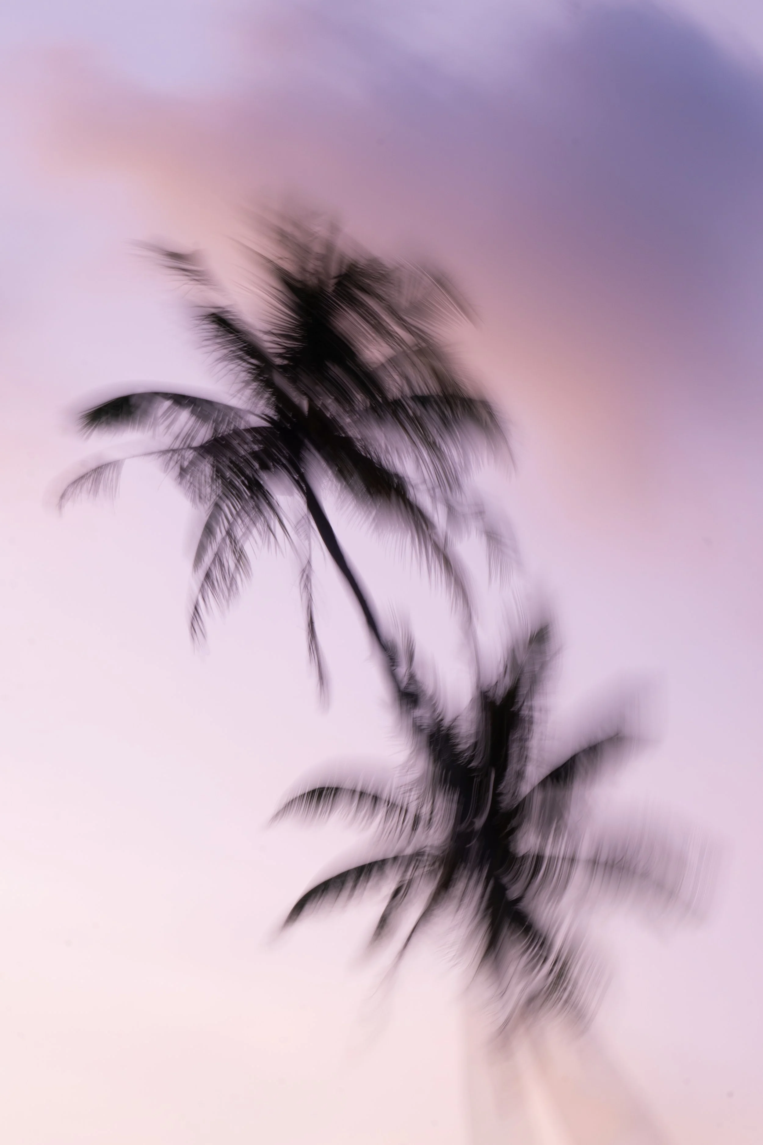 Sri Lankan Palms-1.jpg