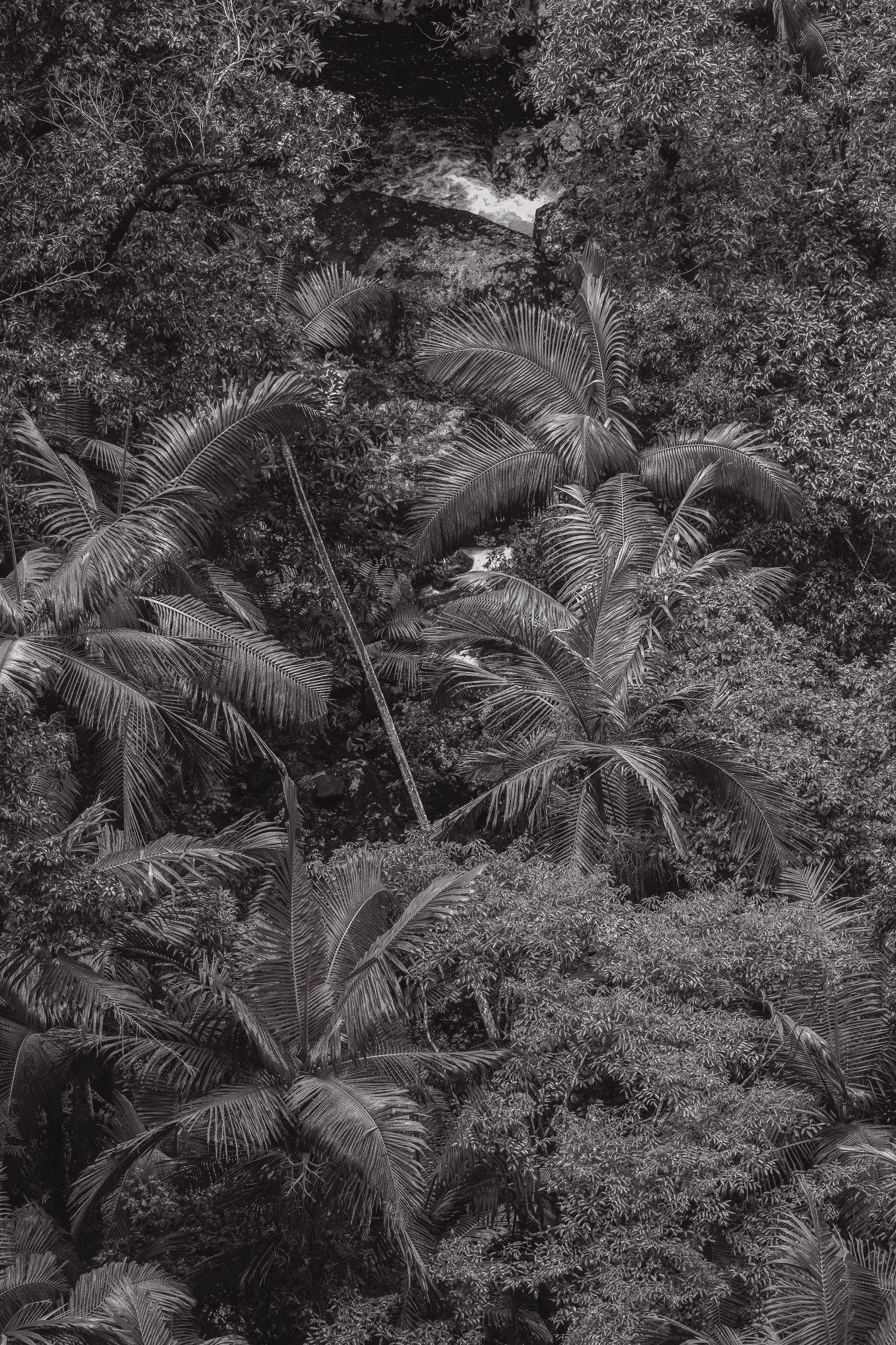 palms.jpg