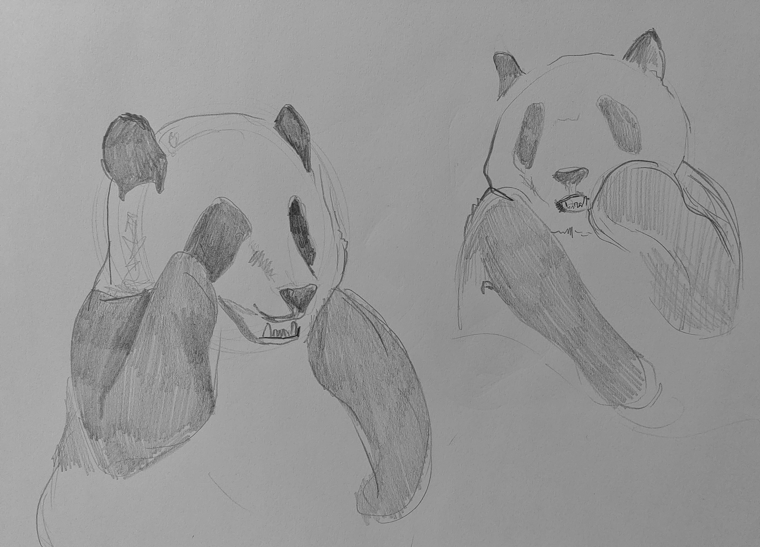 Sketch of two pandas, with one on the left scratching its head and the other on the right with a paw near its mouth, drawn with pencil on paper.