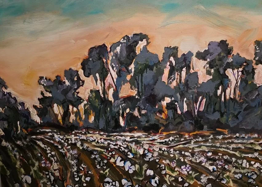 cotton sunset