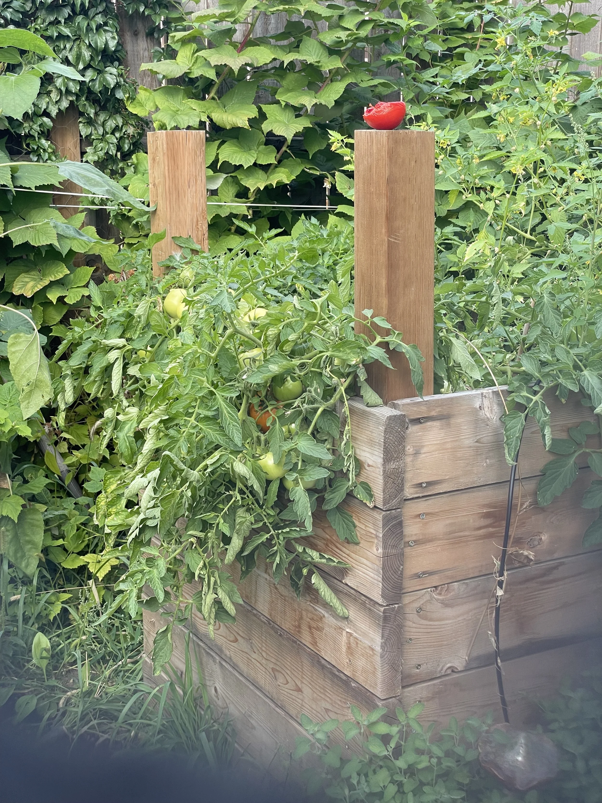 Harvest Season