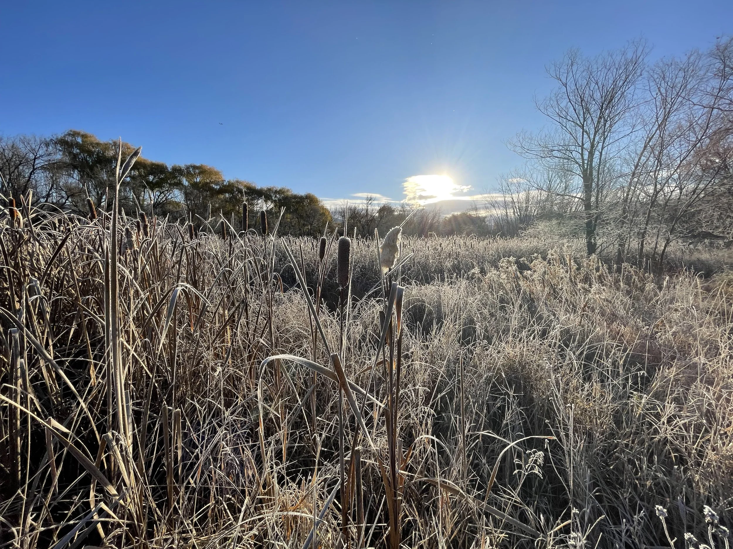 At the Edge of Winter: Imbolc, Thresholds, and the Return of Light