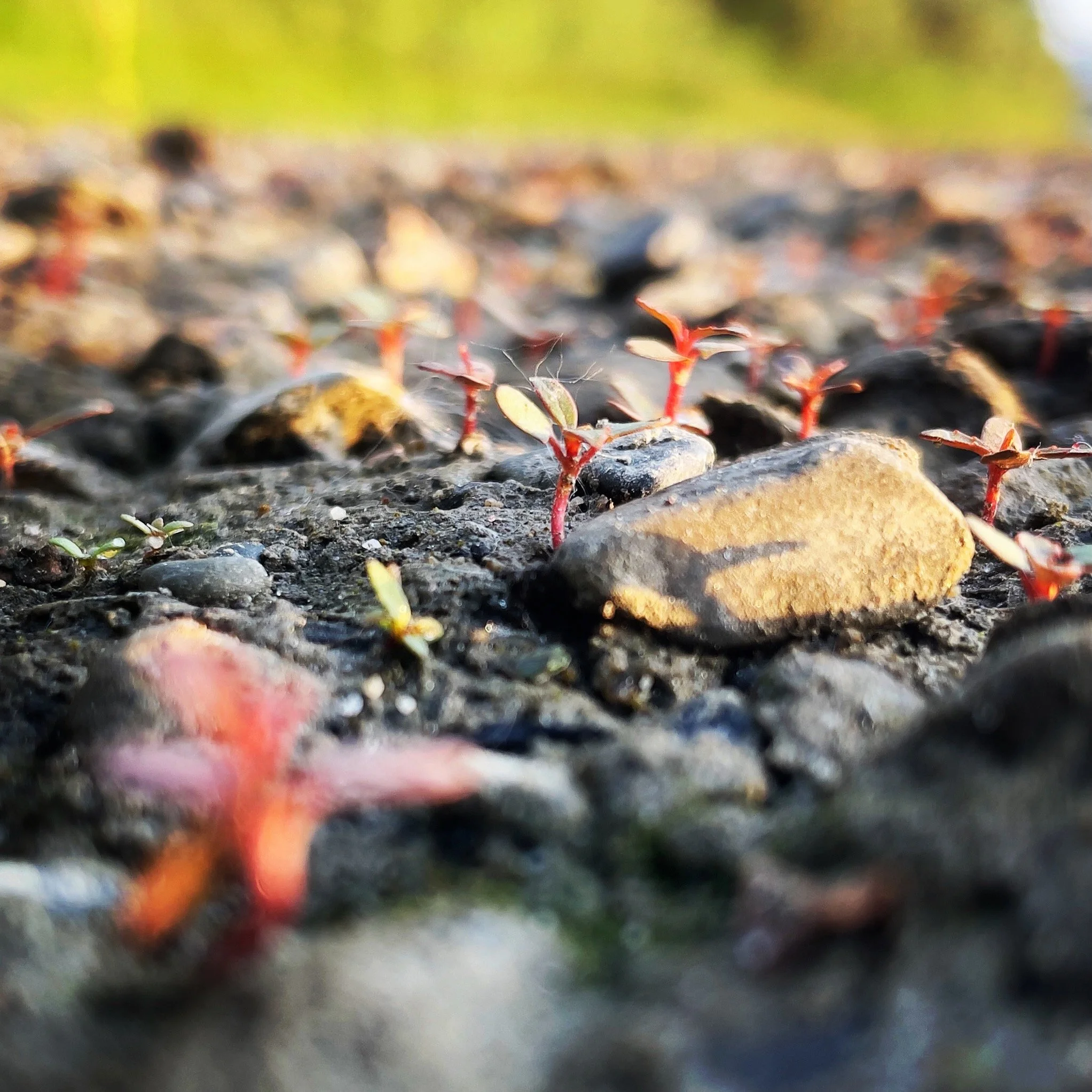 What Will Be Given Life