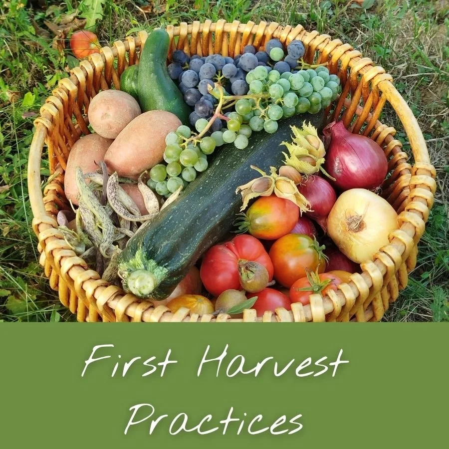 First Harvest Practices: Nature-Based Ways to Celebrate Late Summer
