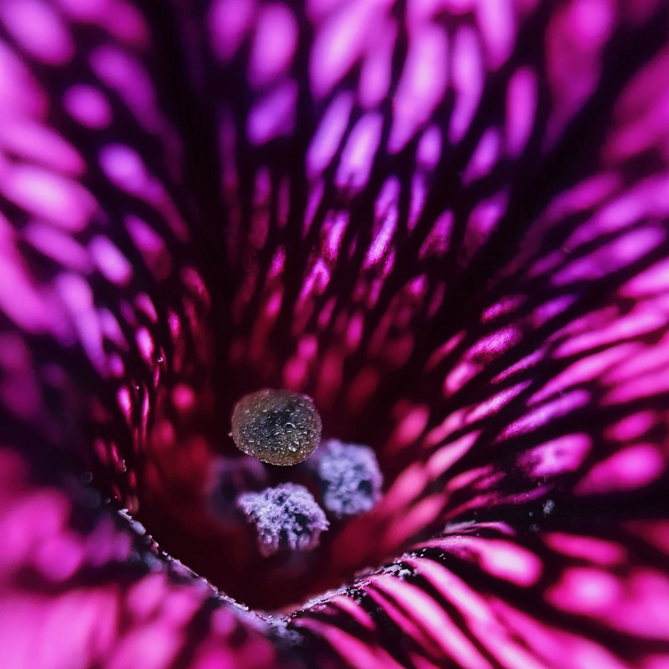 Gardening as Spiritual Practice: Intimacy, Vulnerability, and Tending the Earth