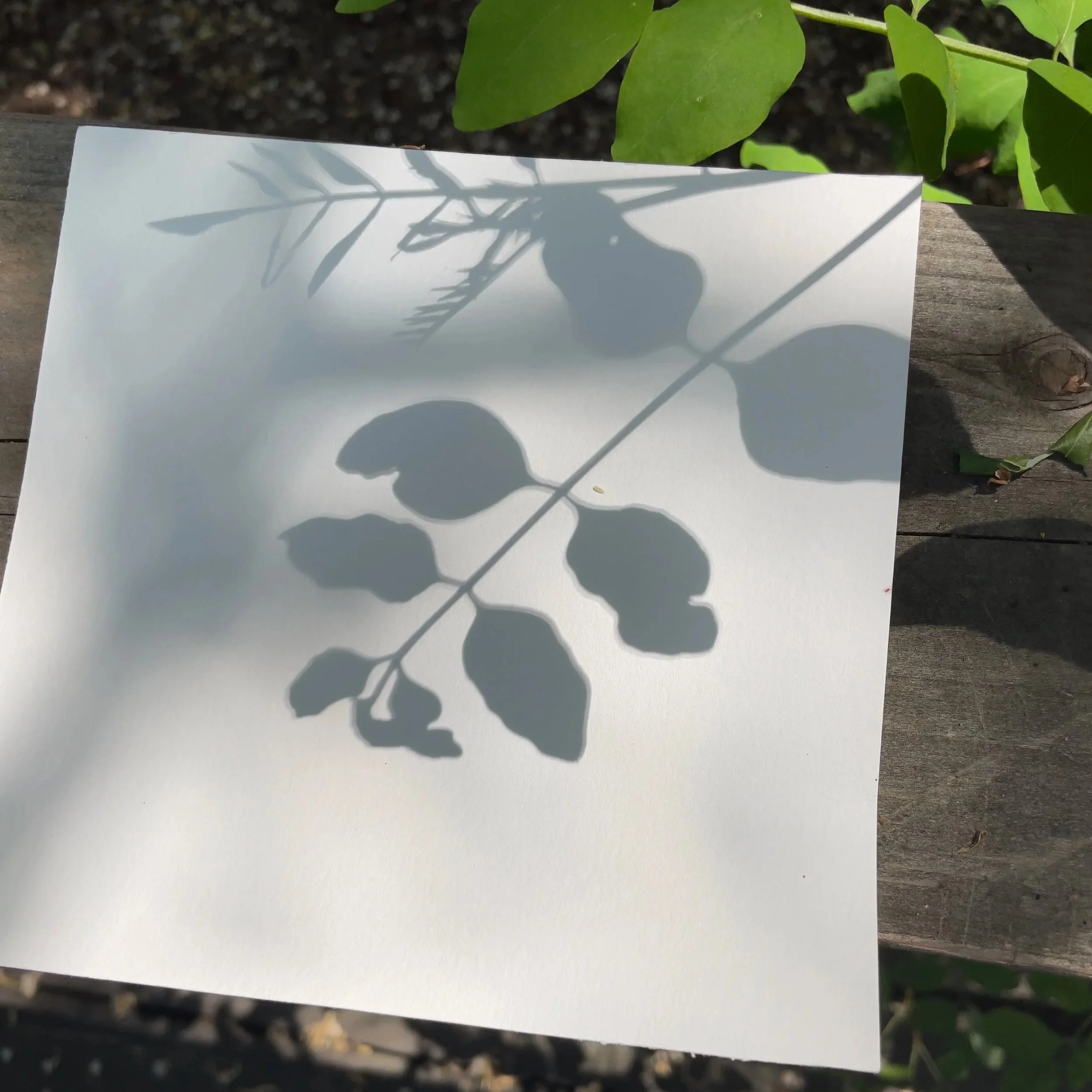 Summer Solstice:&nbsp; Light, Noticing &amp; Nourishment