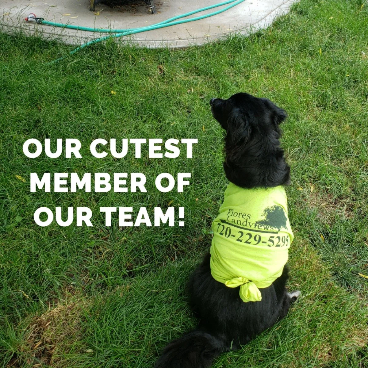 Flores Landviews branded shirt and logo on dog — promoting residential landscaping services in Longmont, Boulder, and Erie Colorado.