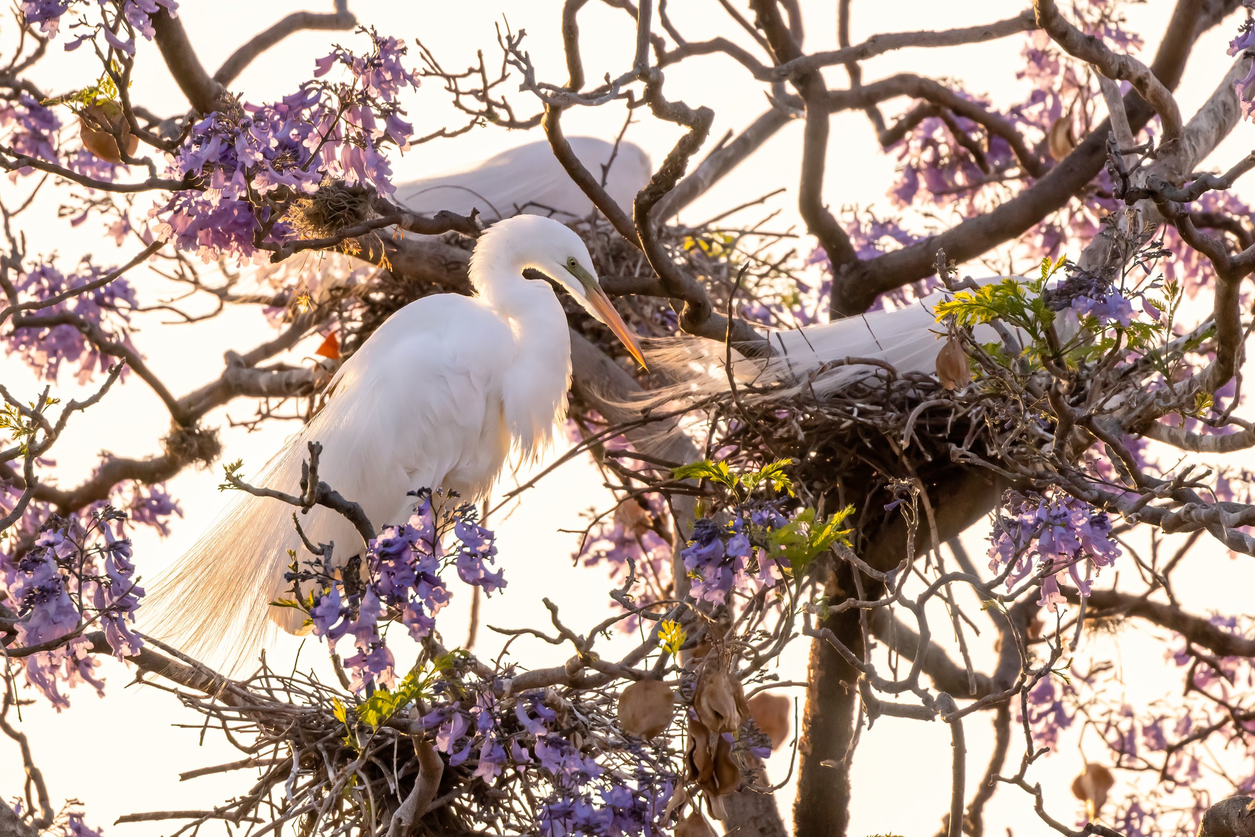 Nesting Egrets, San Miguel de Allende, Mexico