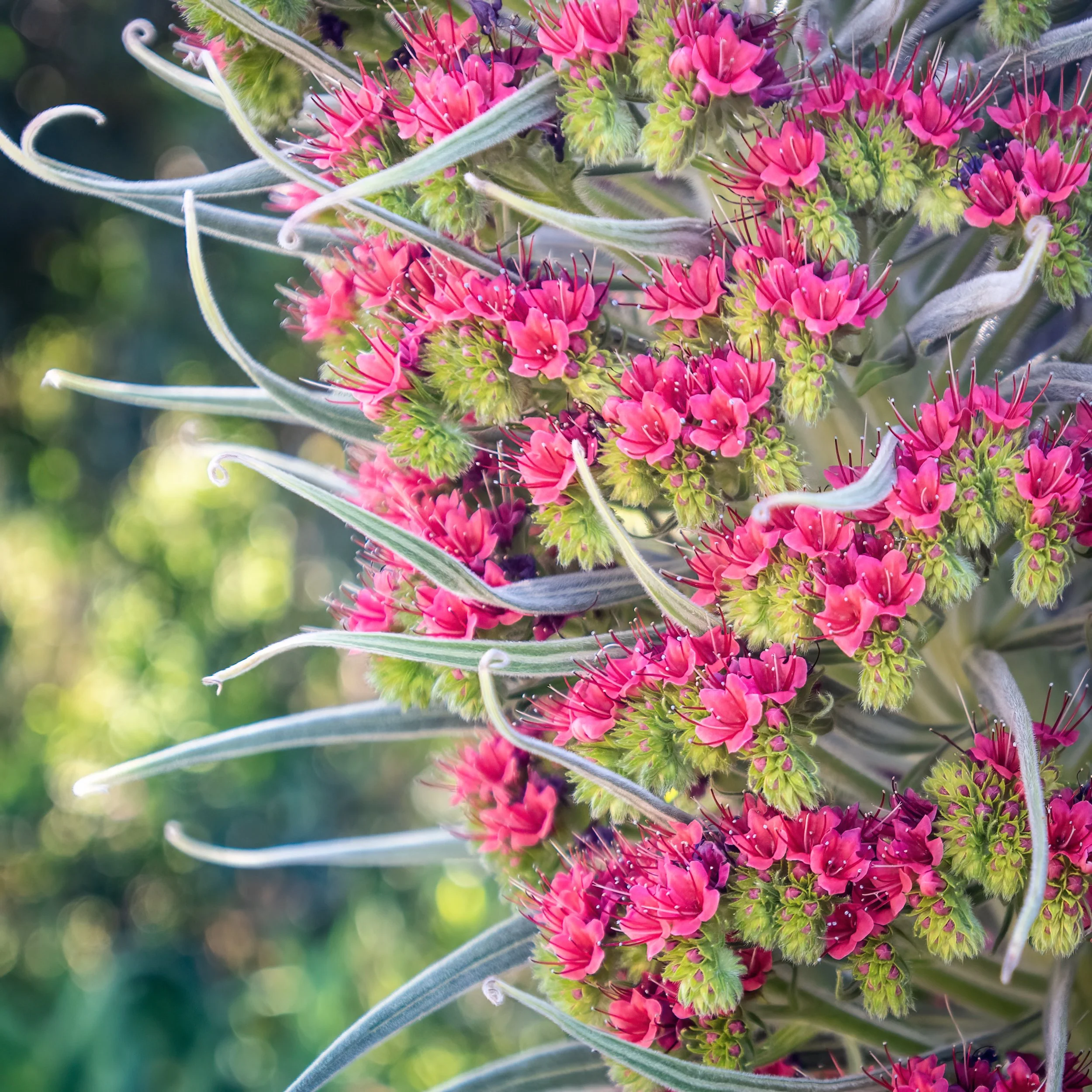 Bancroft Gardens, Walnut Creek, California