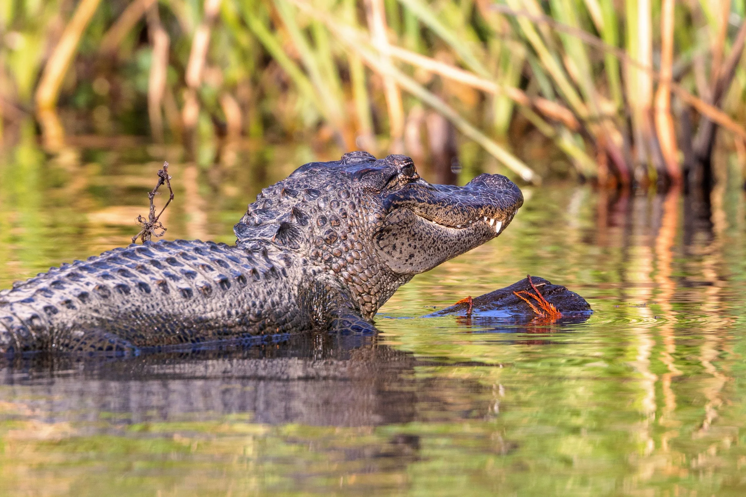 new_orleans_swamp_kayak_20221130_066.jpeg