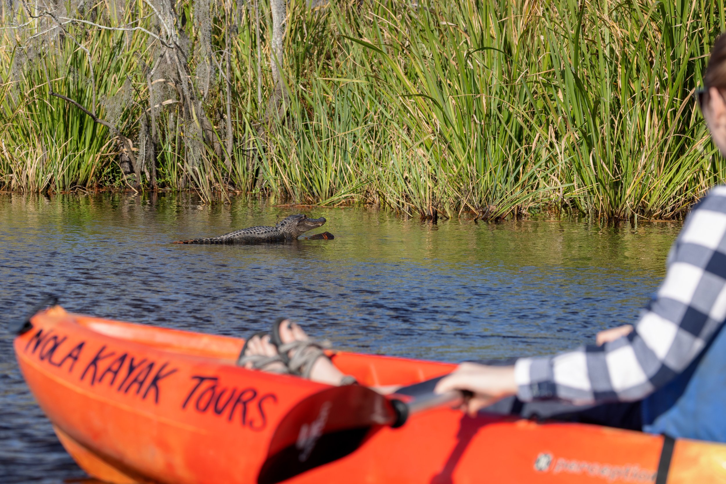 new_orleans_swamp_kayak_20221130_065.jpeg