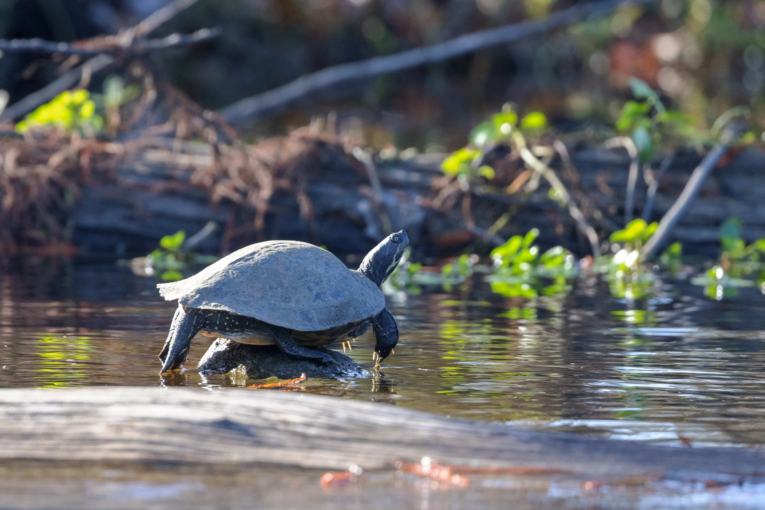 new_orleans_swamp_kayak_20221130_062.jpeg