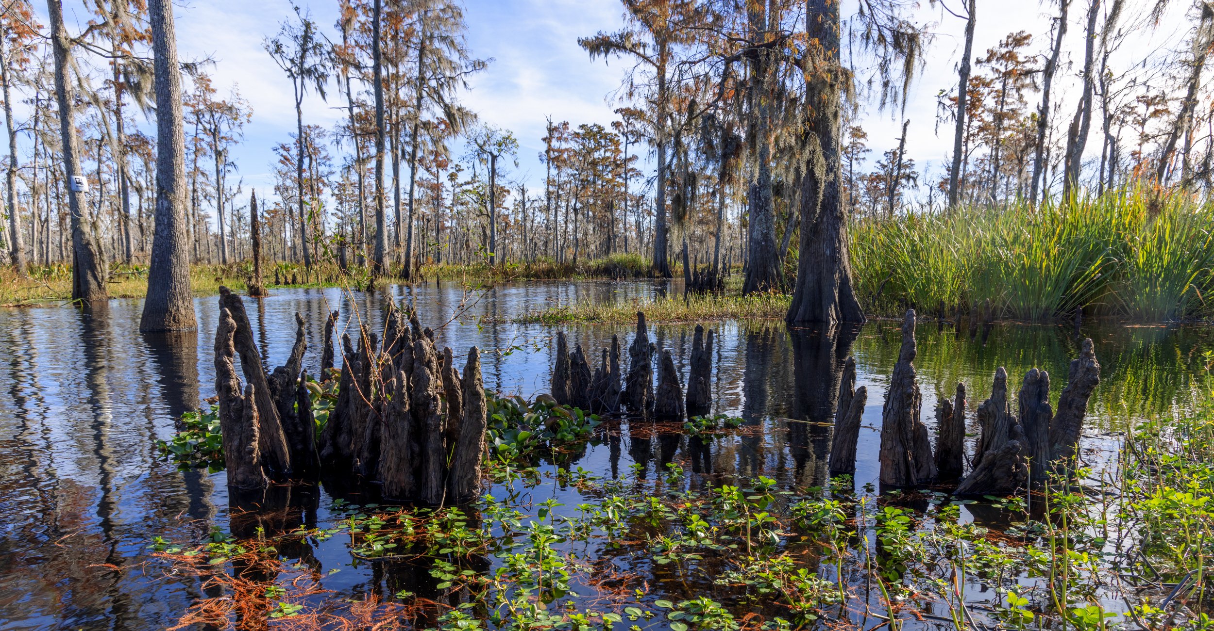 new_orleans_swamp_kayak_20221130_057.jpeg