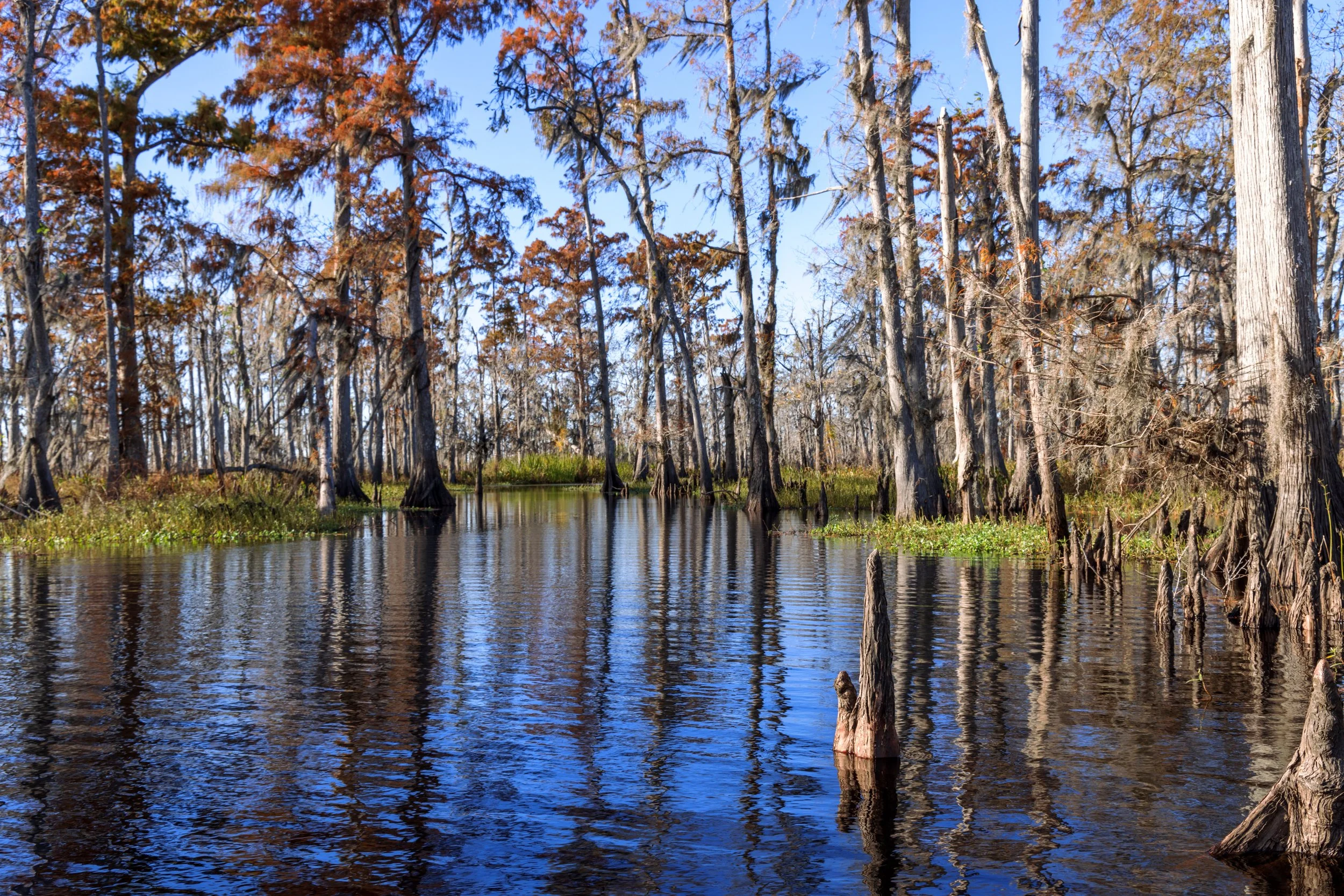 new_orleans_swamp_kayak_20221130_054.jpeg