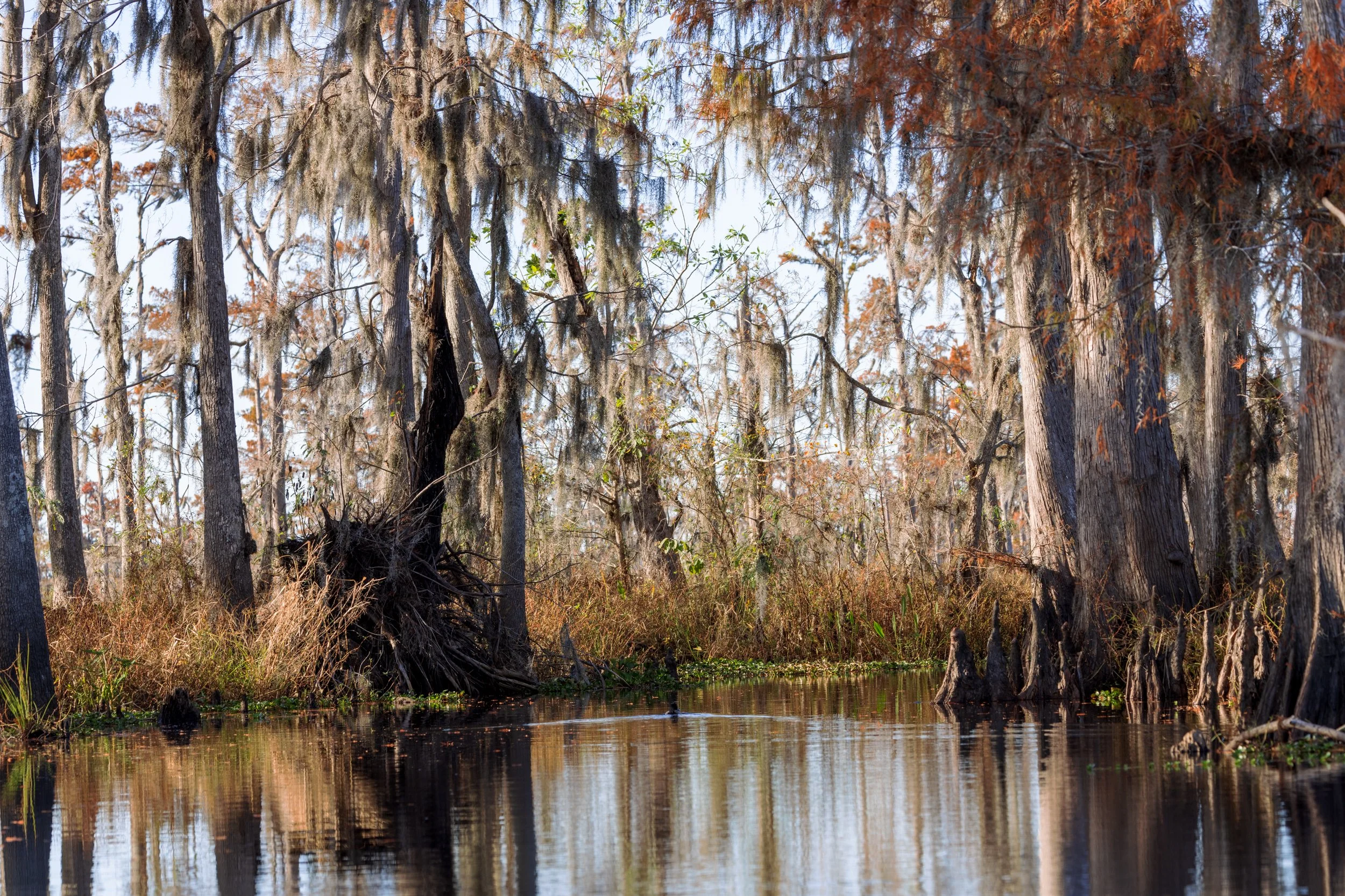 new_orleans_swamp_kayak_20221130_049.jpeg