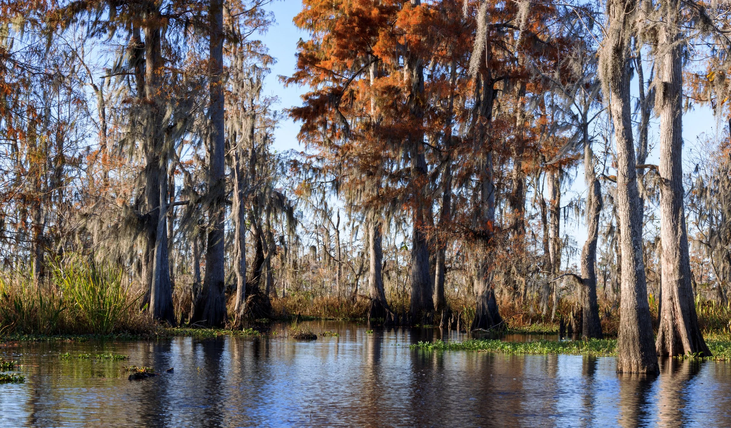 new_orleans_swamp_kayak_20221130_027.jpeg