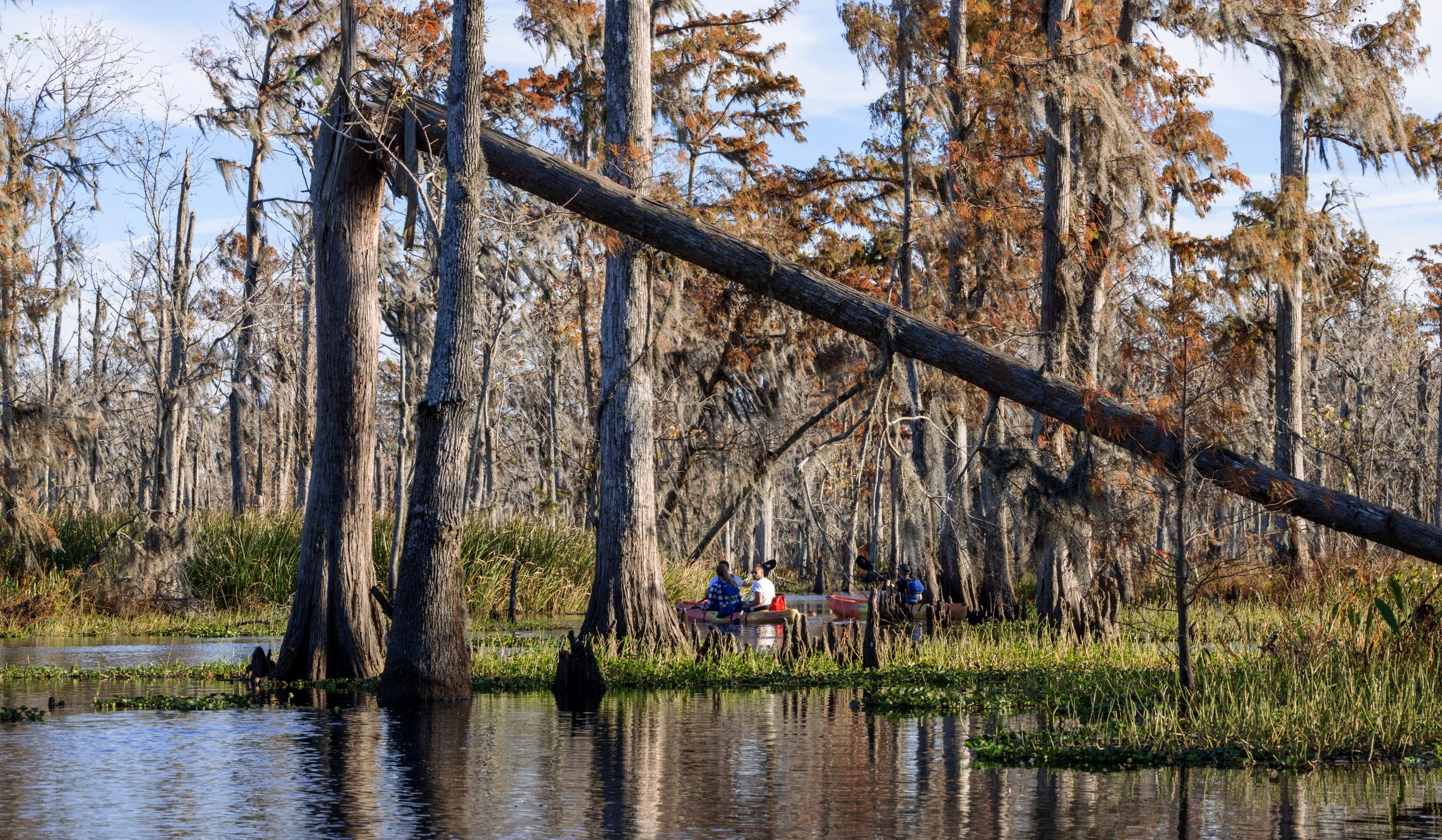 new_orleans_swamp_kayak_20221130_026.jpeg