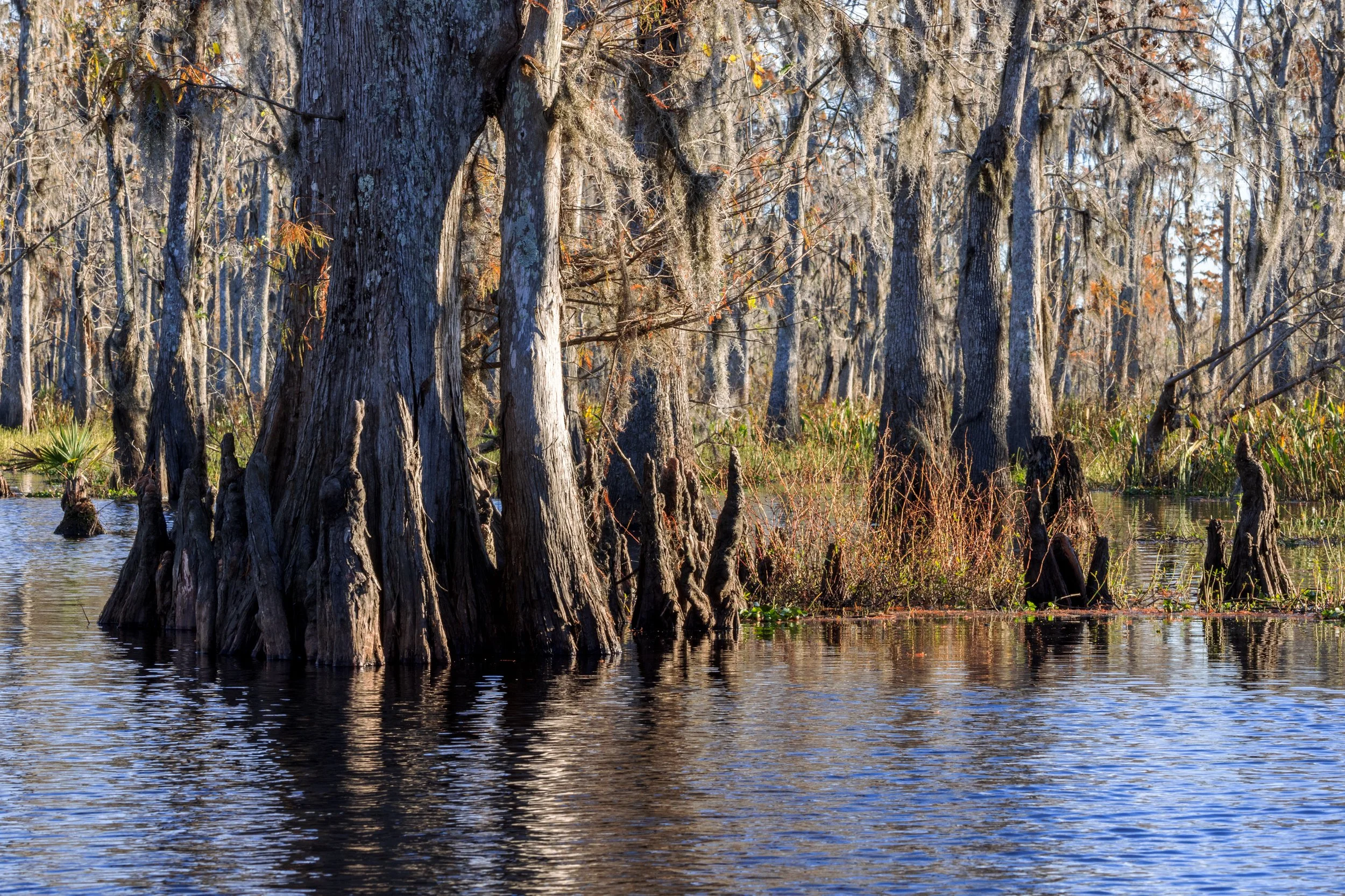 new_orleans_swamp_kayak_20221130_025.jpeg