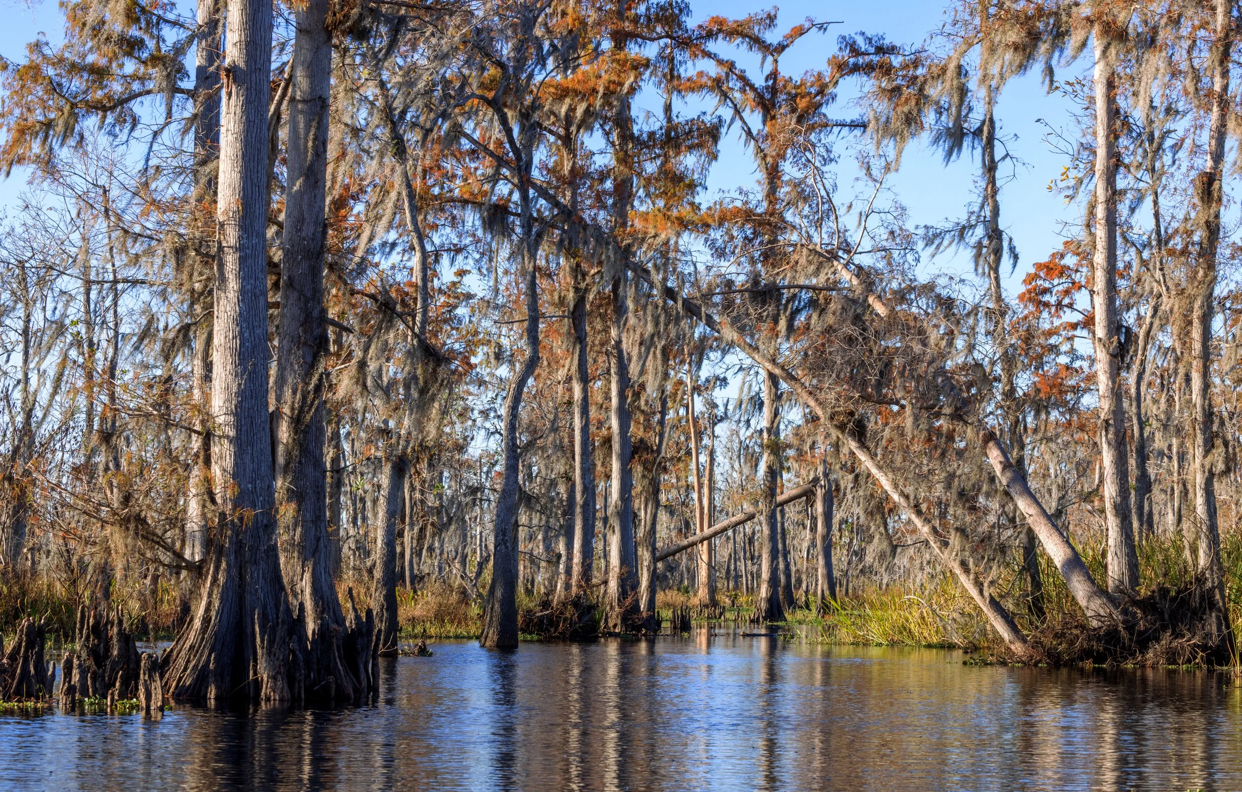 new_orleans_swamp_kayak_20221130_024.jpeg