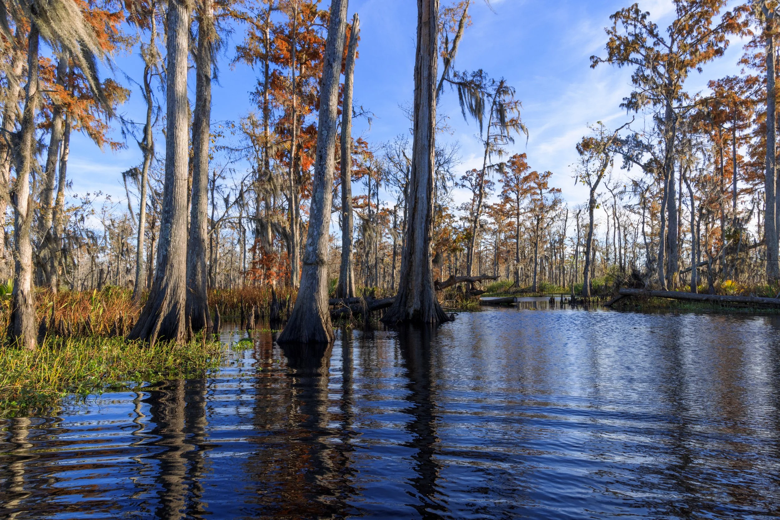 new_orleans_swamp_kayak_20221130_020.jpeg