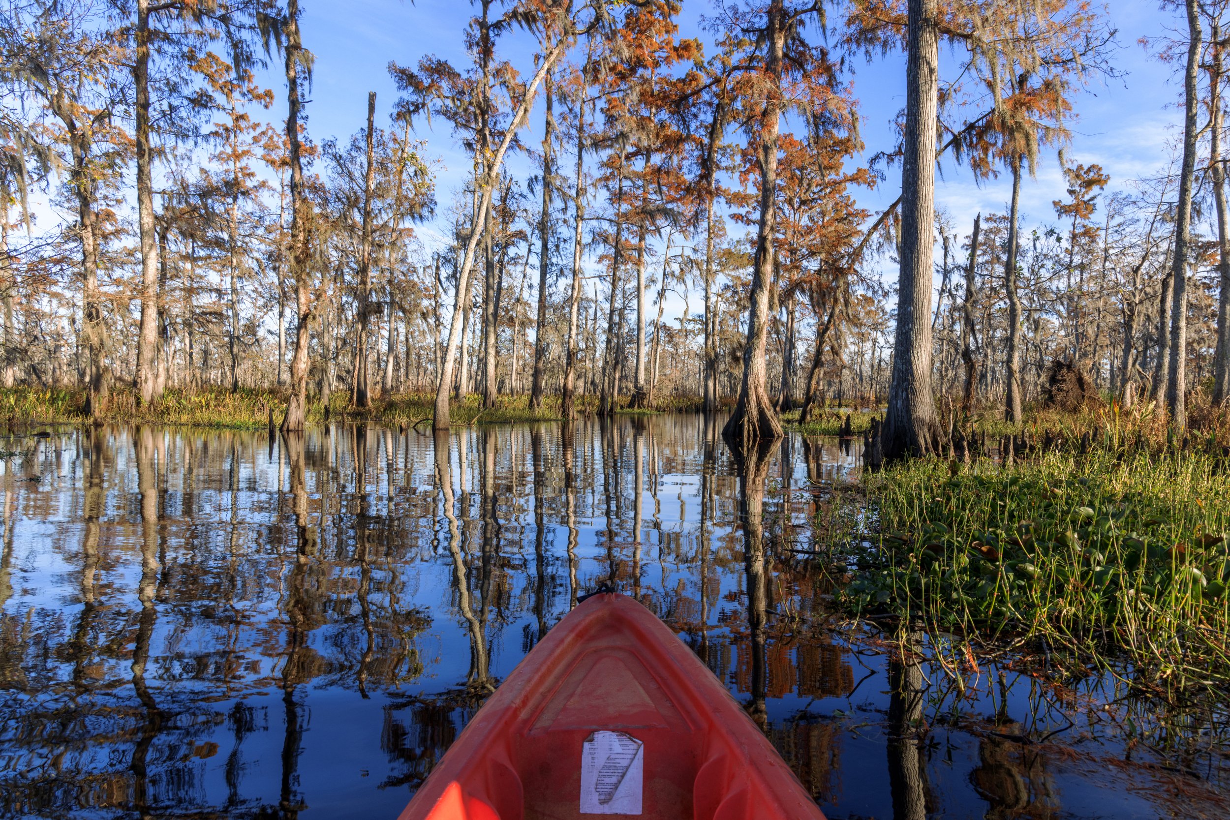 new_orleans_swamp_kayak_20221130_019.jpeg