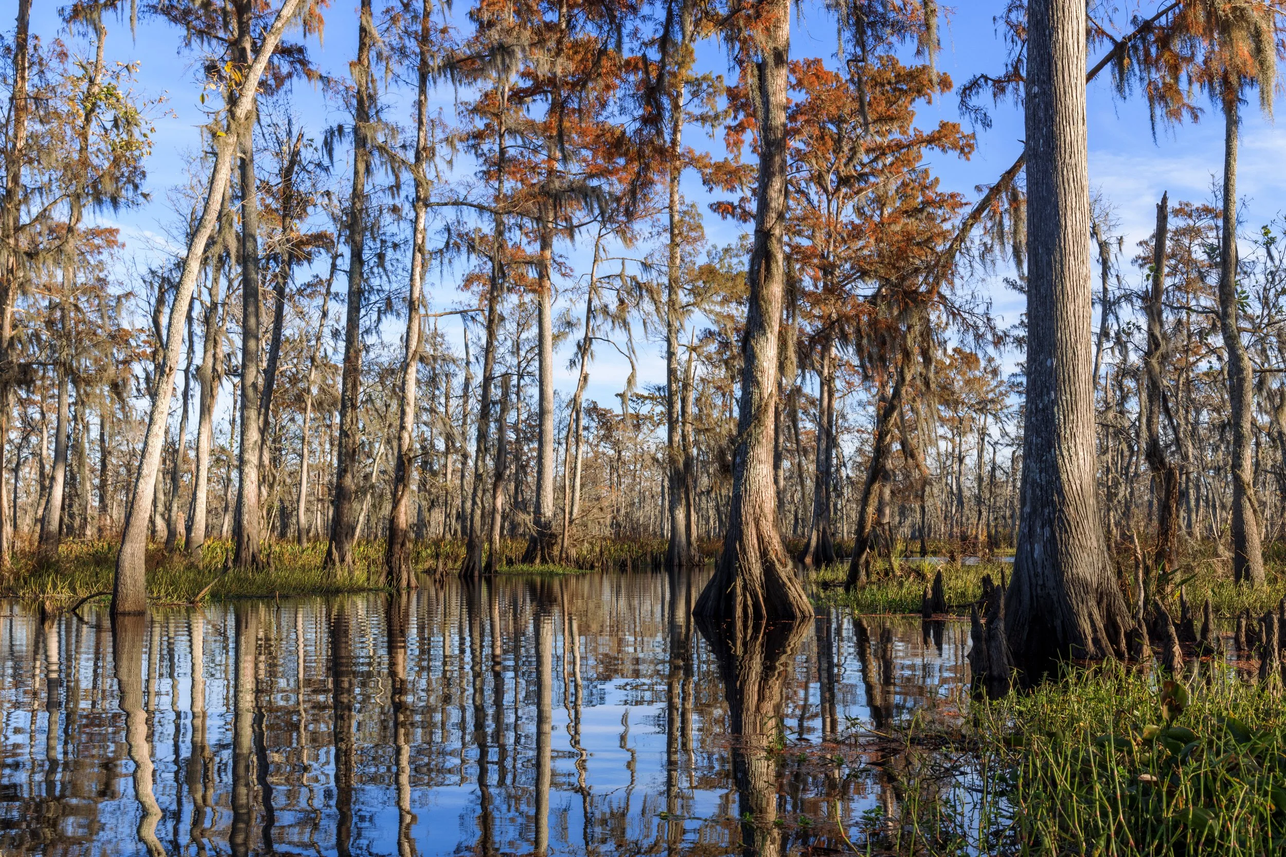 new_orleans_swamp_kayak_20221130_018.jpeg