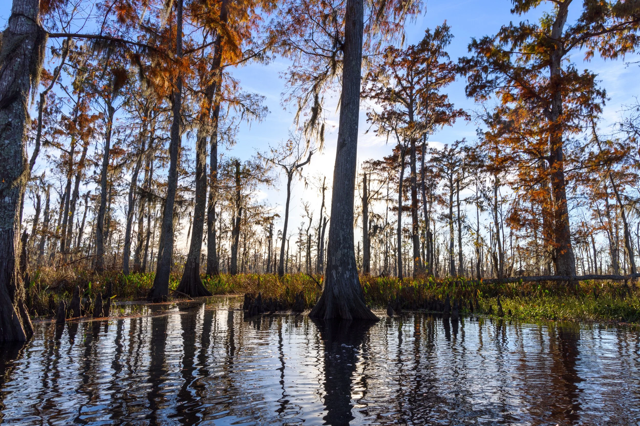 new_orleans_swamp_kayak_20221130_017.jpeg