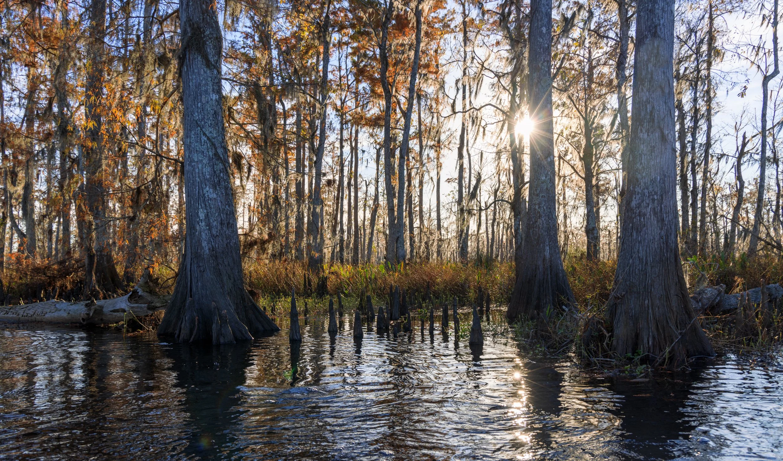 new_orleans_swamp_kayak_20221130_011-1.jpeg