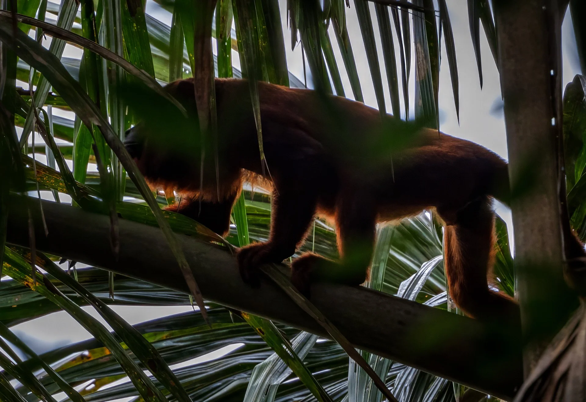 Lago Sandoval, Peruvian Amazon