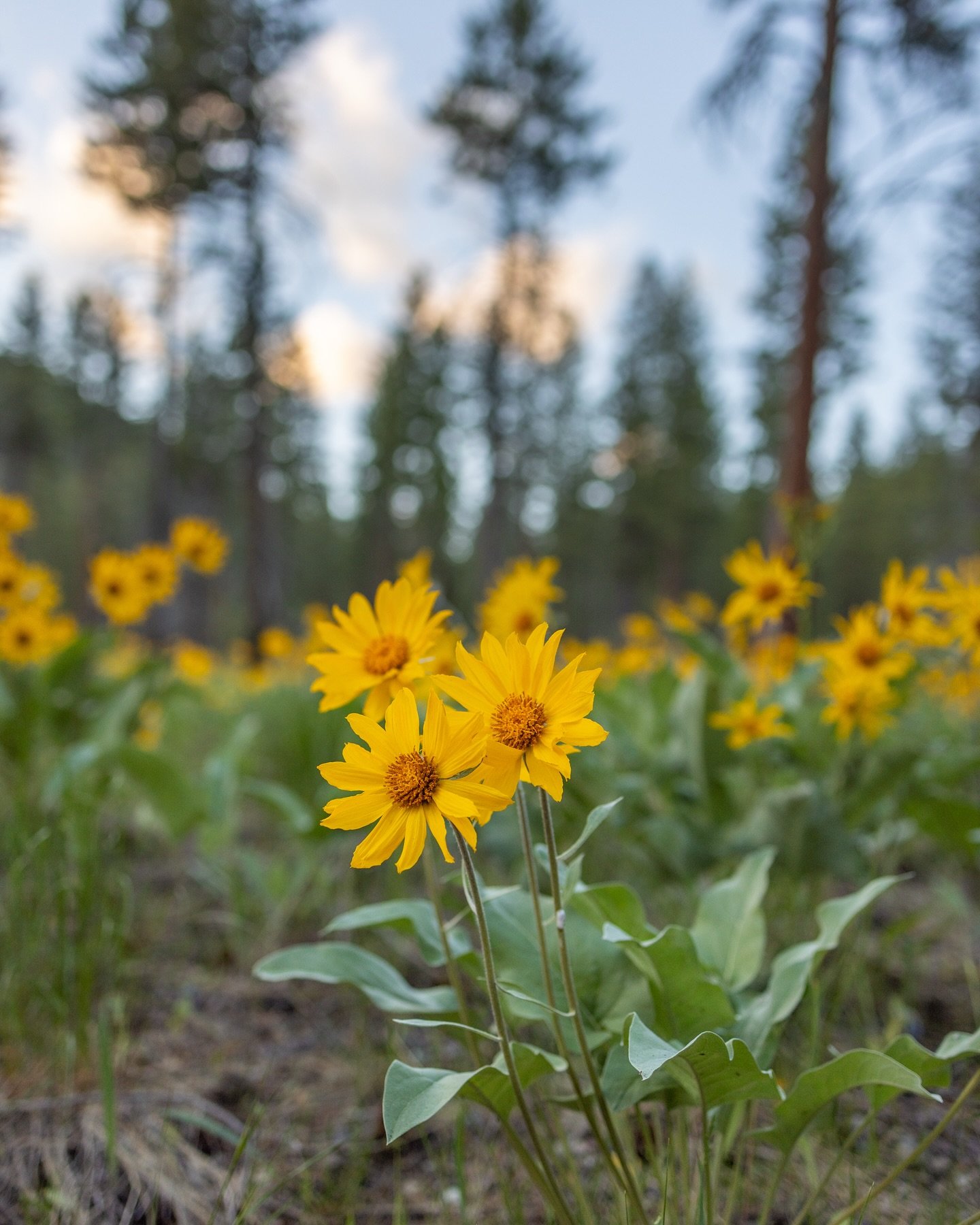 Spring is springing in the Methow! 

I wasn&rsquo;t planning on enjoying the meadows on my trip to go climbing but rolled into my camping spot right at sunset and it was a real treat. 

#springflowers #springishere