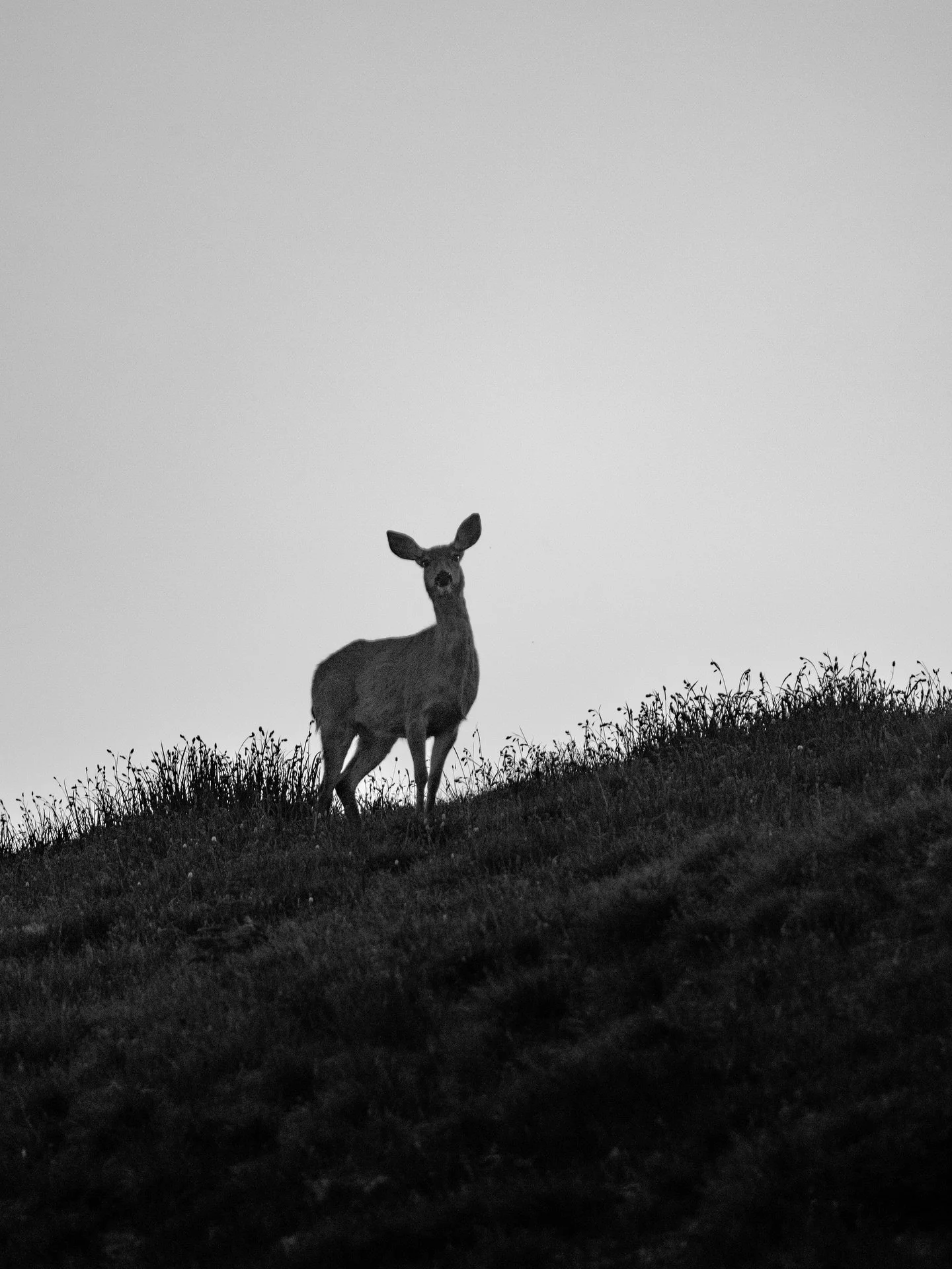 Always fun to be out amongst the crepuscular creatures. (Yes I just learned that word) 

#WildlifePhotography #BlackAndWhitePhotography #DeerInTheWild #NatureLovers #MoodyNature #WildAndFree #MonochromeMagic #NatureInBlackAndWhite #SolitudeInNature #