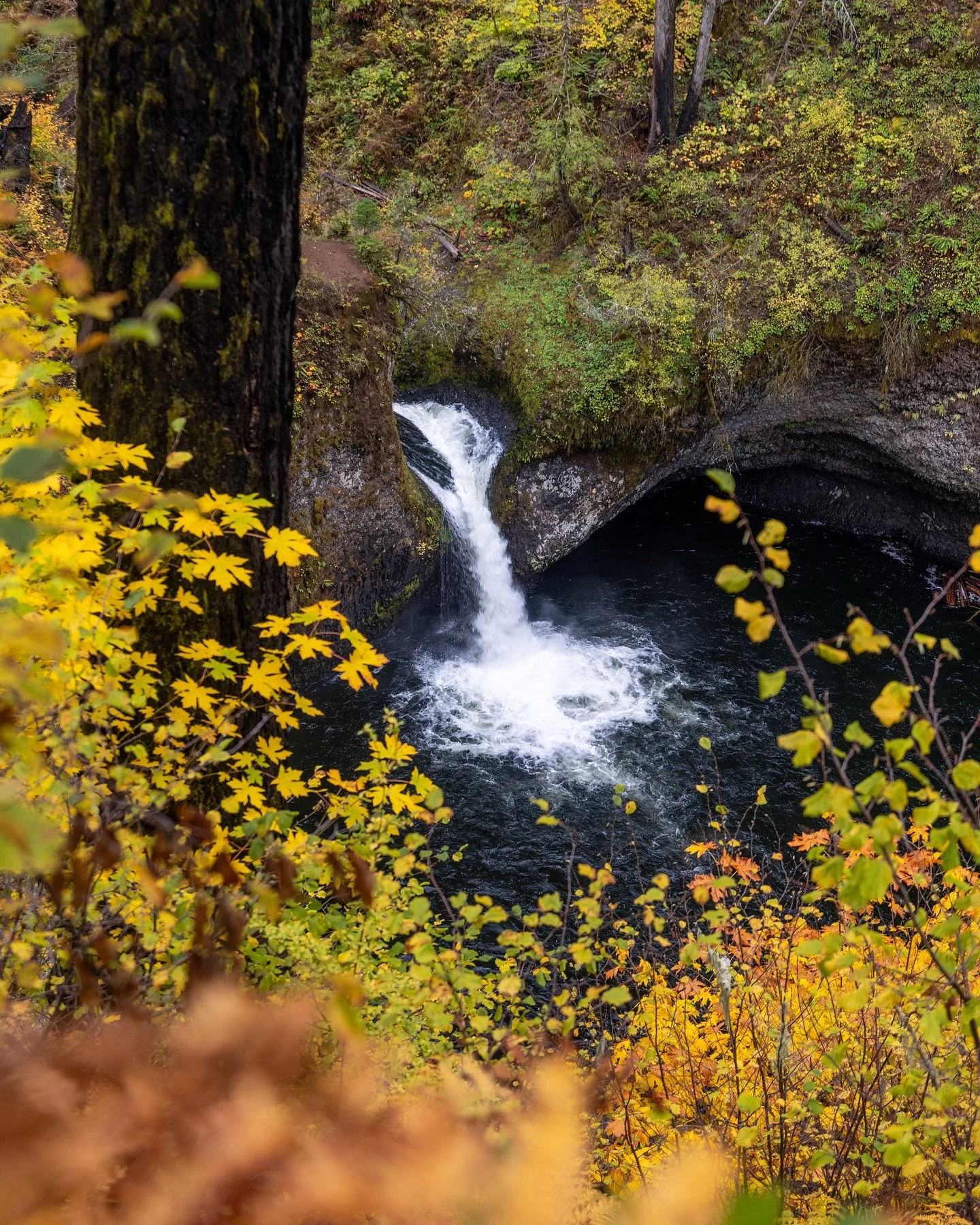 It&rsquo;s fall y&rsquo;all. 

#fall #waterFALL #fallcolors #oregonexplored #oregonwaterfalls