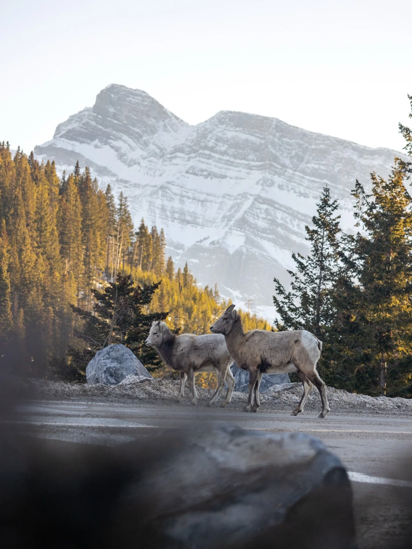I have no idea why the bighorn sheep crossed the road but they looked good doing it. 

#wildlifeofcanada🇨🇦 #sheep #bighorn #banff #greatwhitenorth