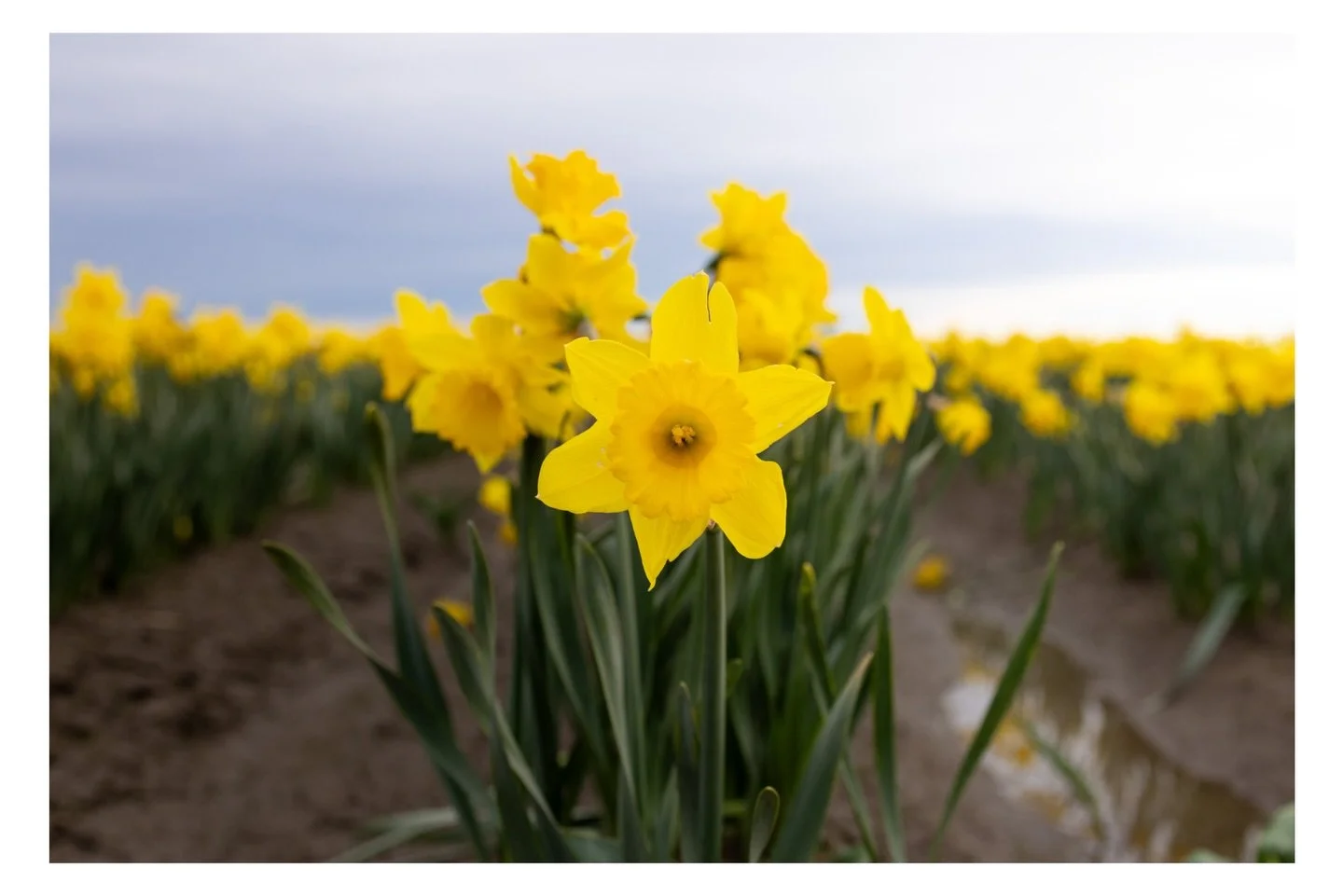 Spring is springing. 

We found the best break spot for the drive back from Whistler. I got to &ldquo;stretch my legs&rdquo; by chasing Hope as she darted from flower patch to flower patch because the farm closed in 45 minutes. Luckily she stopped mo