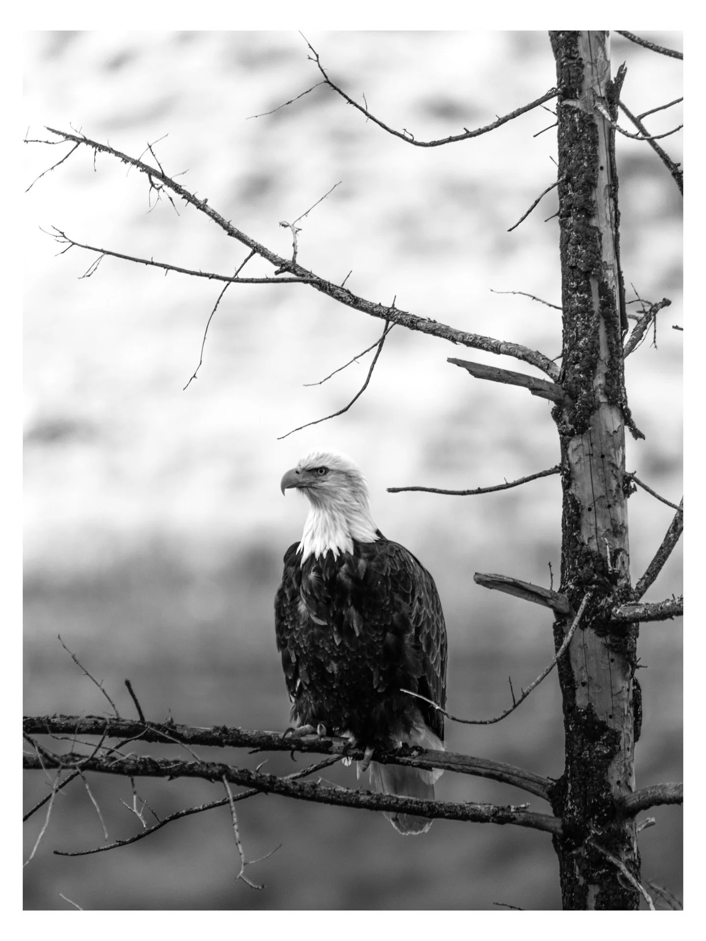 I sat down this morning to edit this eagle photo and ended up years back in the archives. The bison picture is from 2019, I think. The other ones are a little more recent. I snagged a few favorites and added a black and white edit.

#throwbackfriday 