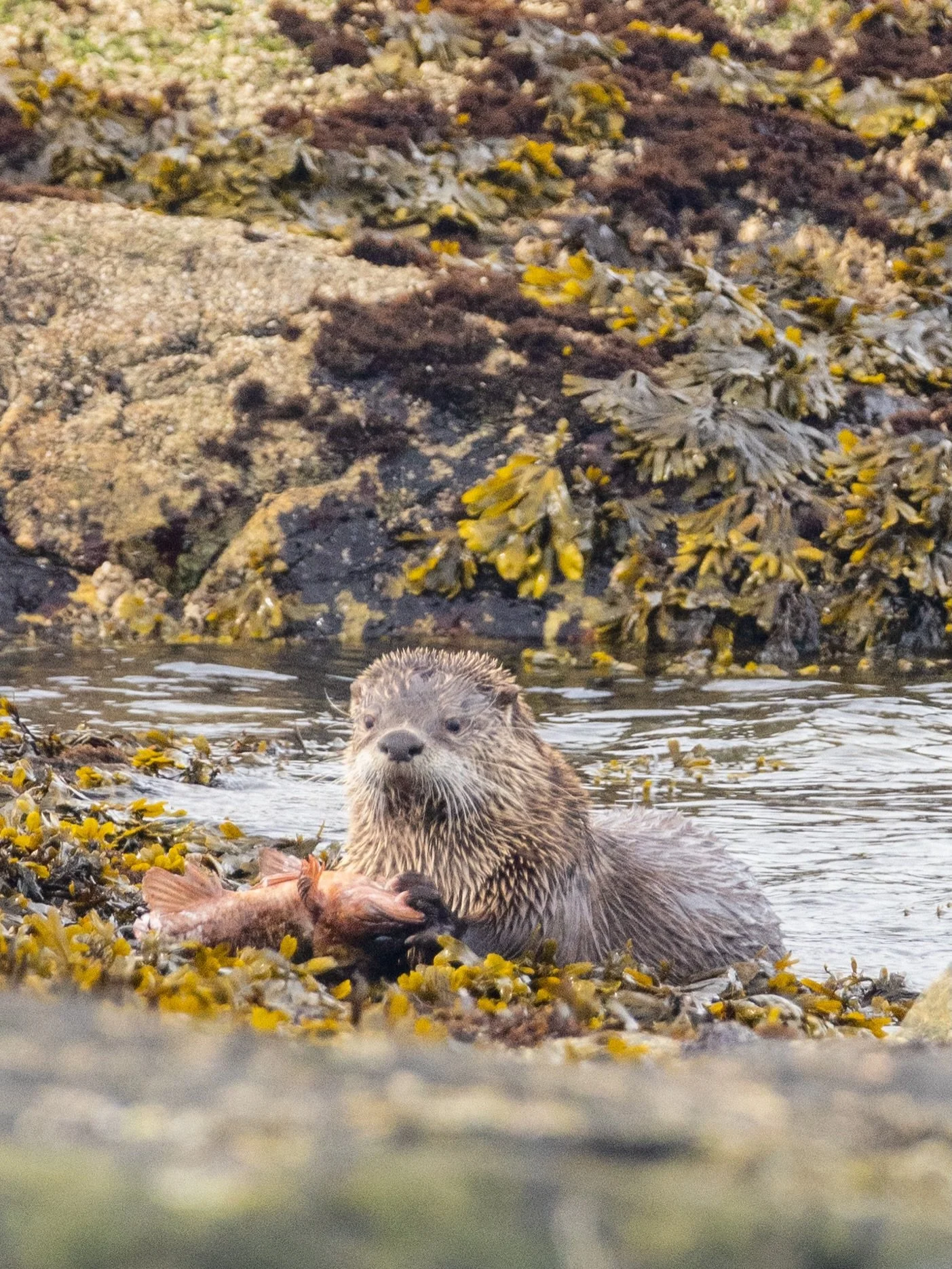 No otter place I&rsquo;d rather be

(Butchart Gardens had the most beautiful trash cans I&rsquo;ve ever seen)

#seaotterlife #canada #top5trashcans #wildlife