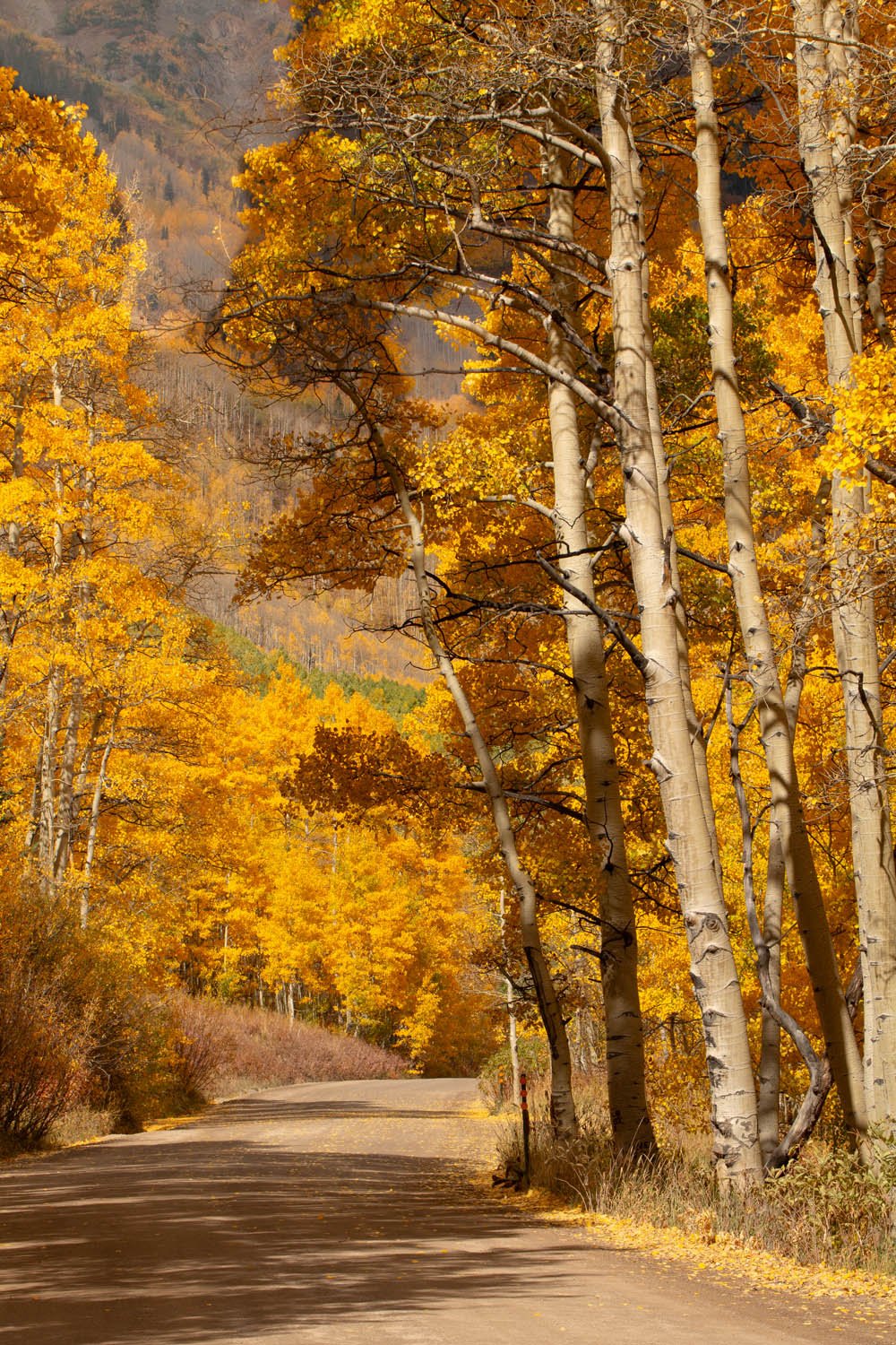 Colorado_Fall_Aspens_Dirt_Road_4.jpg