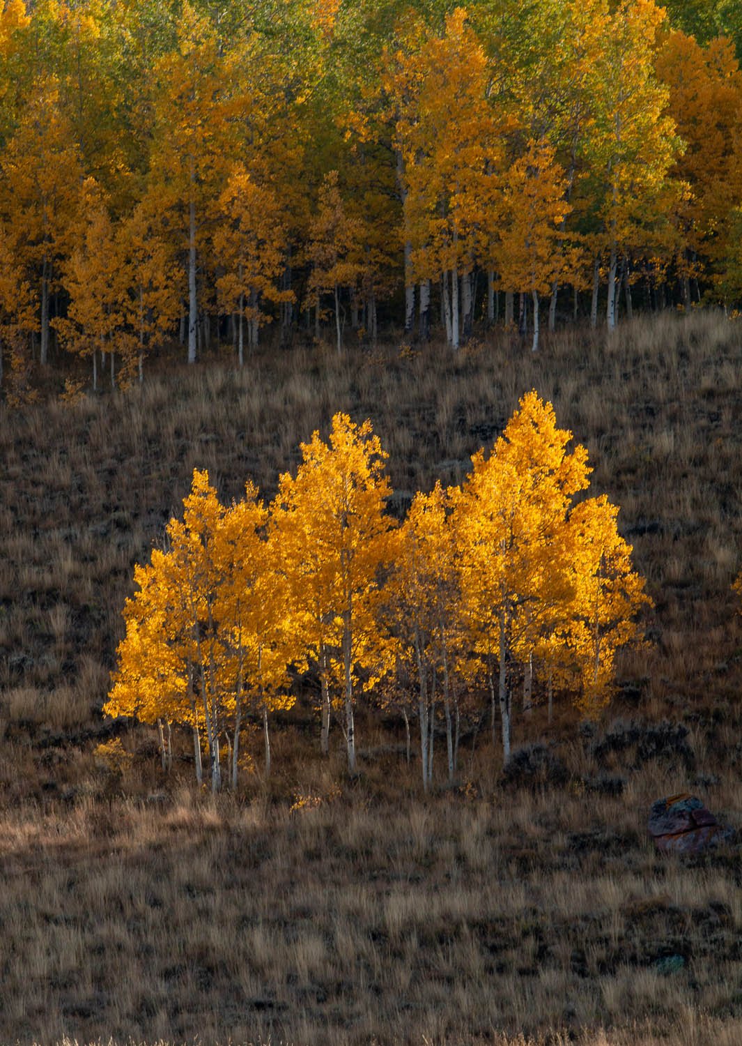 Colorado_Fall_Aspens_Glow.jpg
