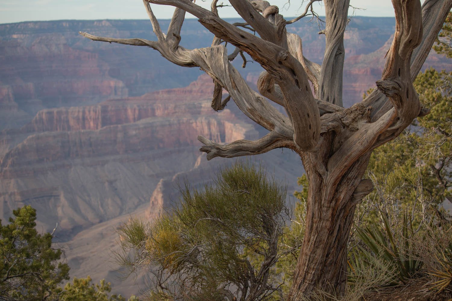 Grand_Canyon_Tree_Twist.jpg