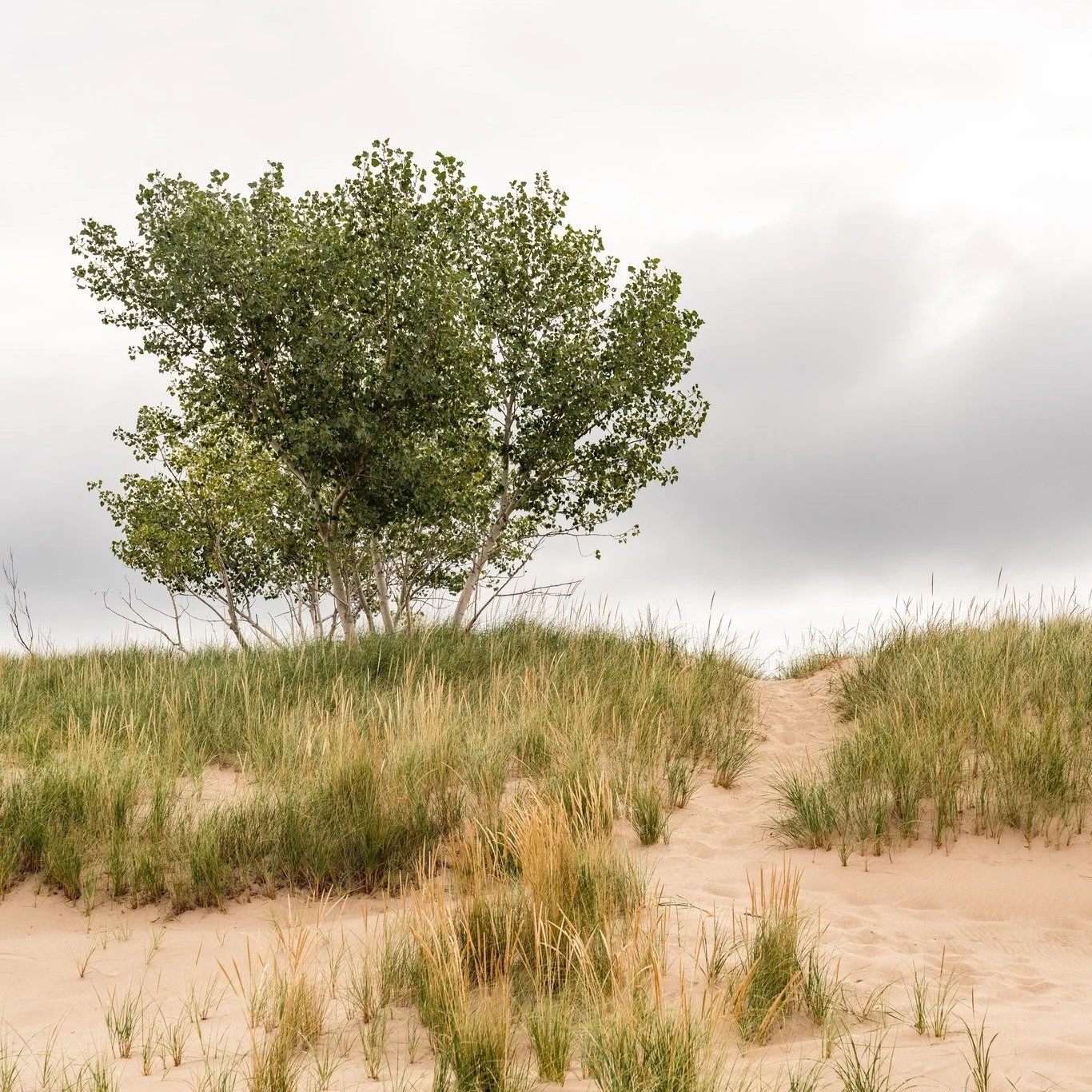 The dunes are still moving. 

Many people think of dunes as permanent features. In reality, dunes are constantly changing. Wind moves sand. Plants stabilize slopes. Storms reshape shorelines. The dunes we enjoy today are the result of thousands of ye