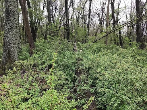 Our Work: Invasive Species — Saugatuck Dunes Coastal Alliance