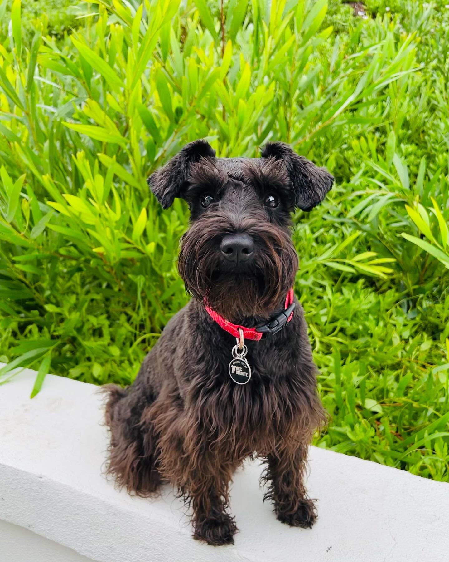 ✨Mary✨

Mary is an 8 month old Miniature Schnauzer with BIG personality! 

Main goals:  loose leash walks, good manners meeting people (no jumping), and being able to access that &ldquo;off&rdquo; switch for an overall calm state of mind. 

Mary is y