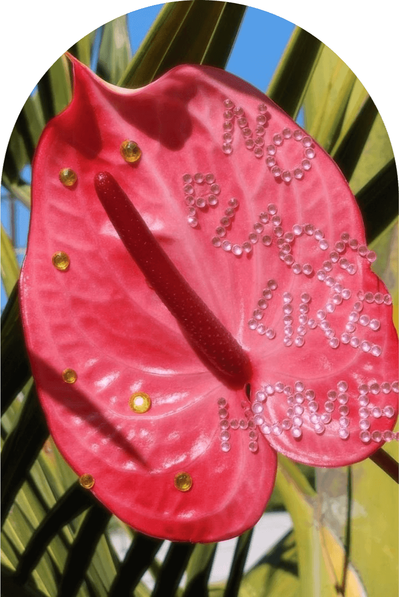 best-seller-anthurium-3.png