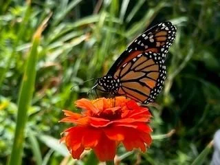 With all that's happening in the world, joy and beauty can feel hard to access. And yet, taking even a few breaths to notice beauty or cultivate joy can help us meet these moments with more creativity and resource.  What's one joyful moment you can  