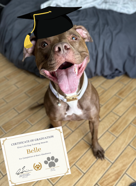 A happy brown and white dog wearing a graduation cap with a yellow tassel, sitting on a wooden floor, holding a graduation certificate in its mouth.
