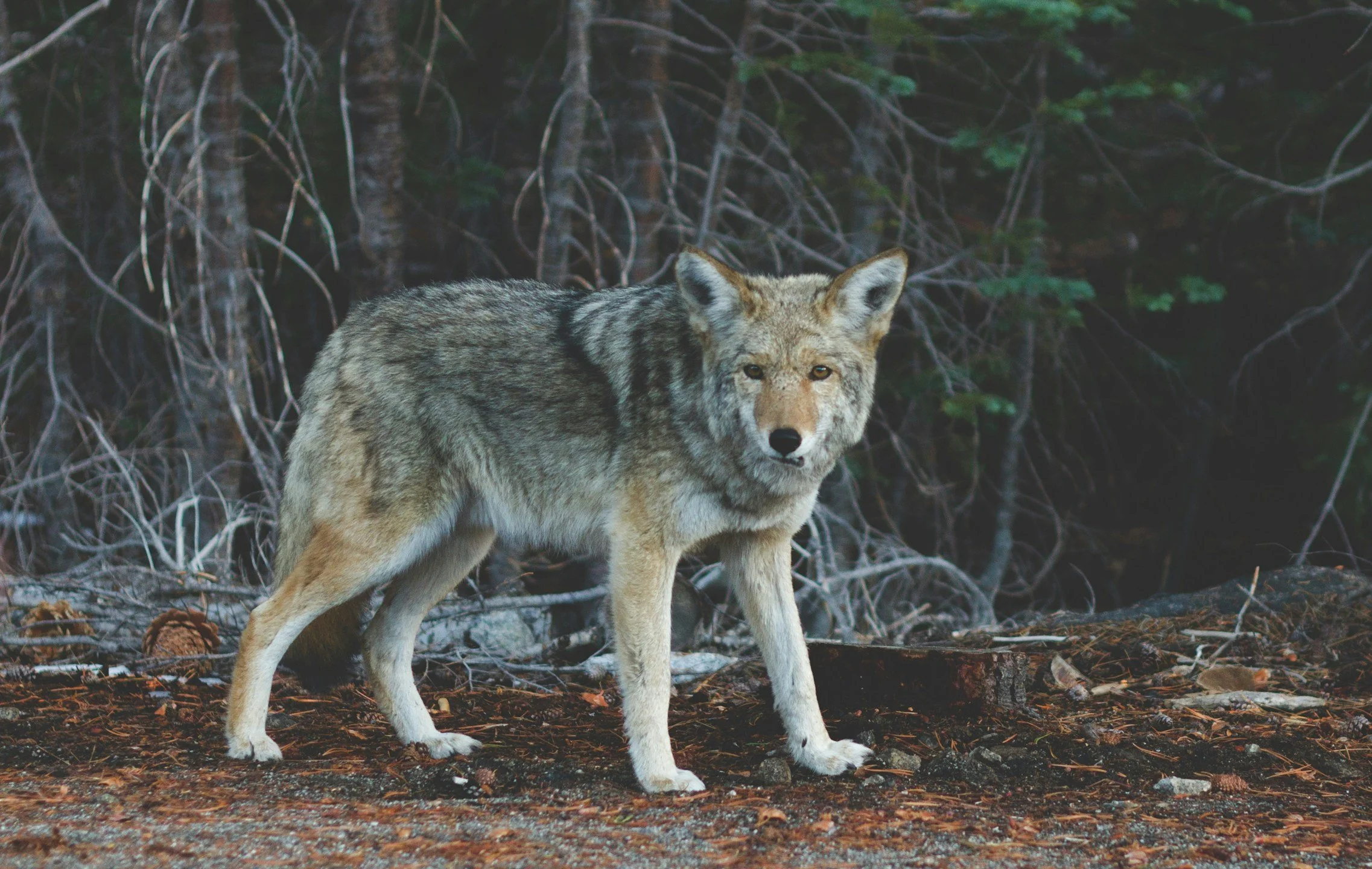 Dismantling the alpha dog myth